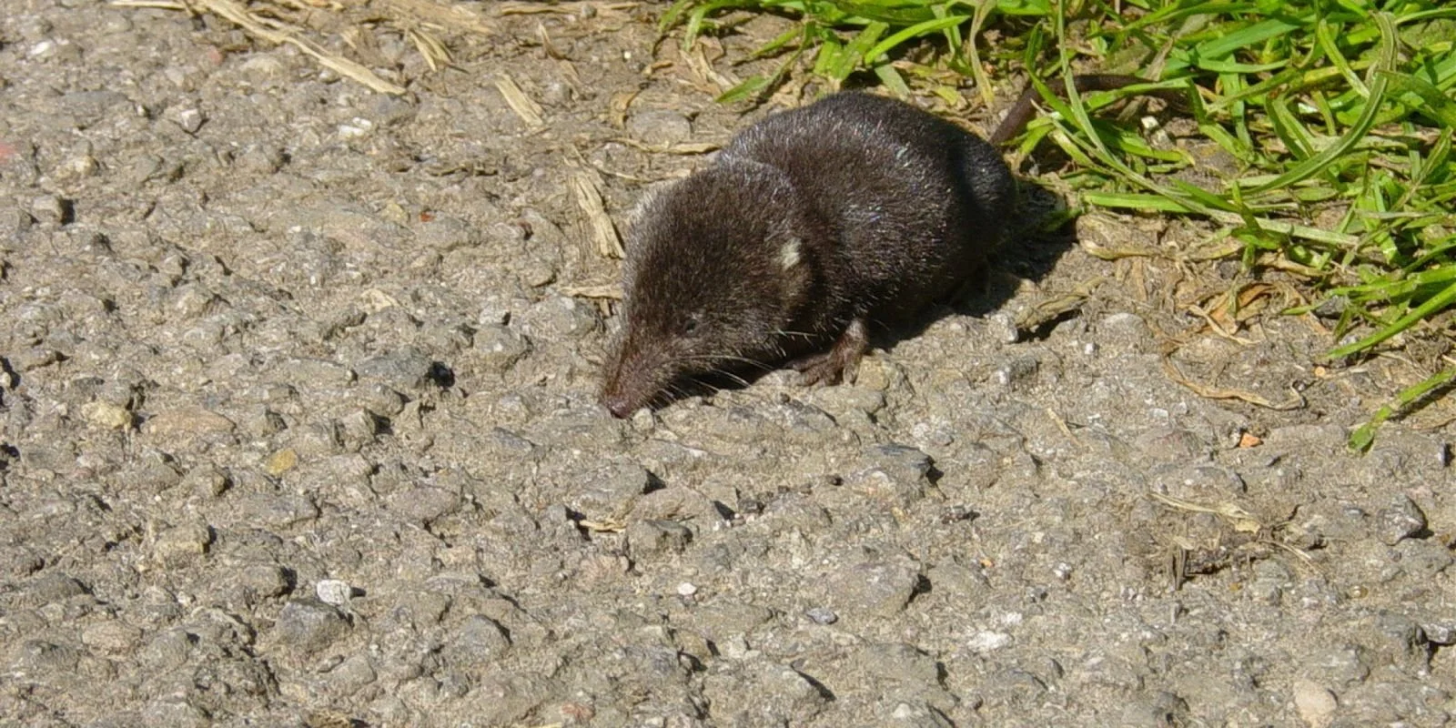 Pacific Water Shrew