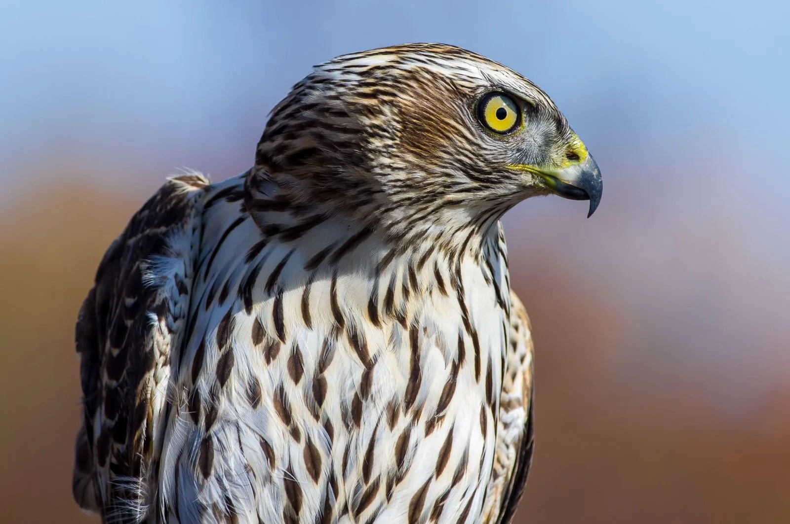 Northern Goshawk