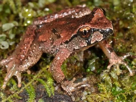 Coastal Tailed Frog