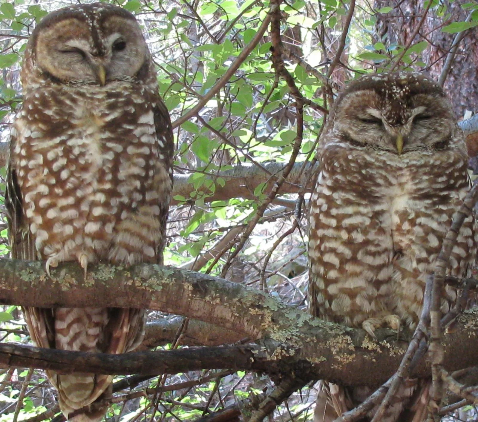 Spotted owl