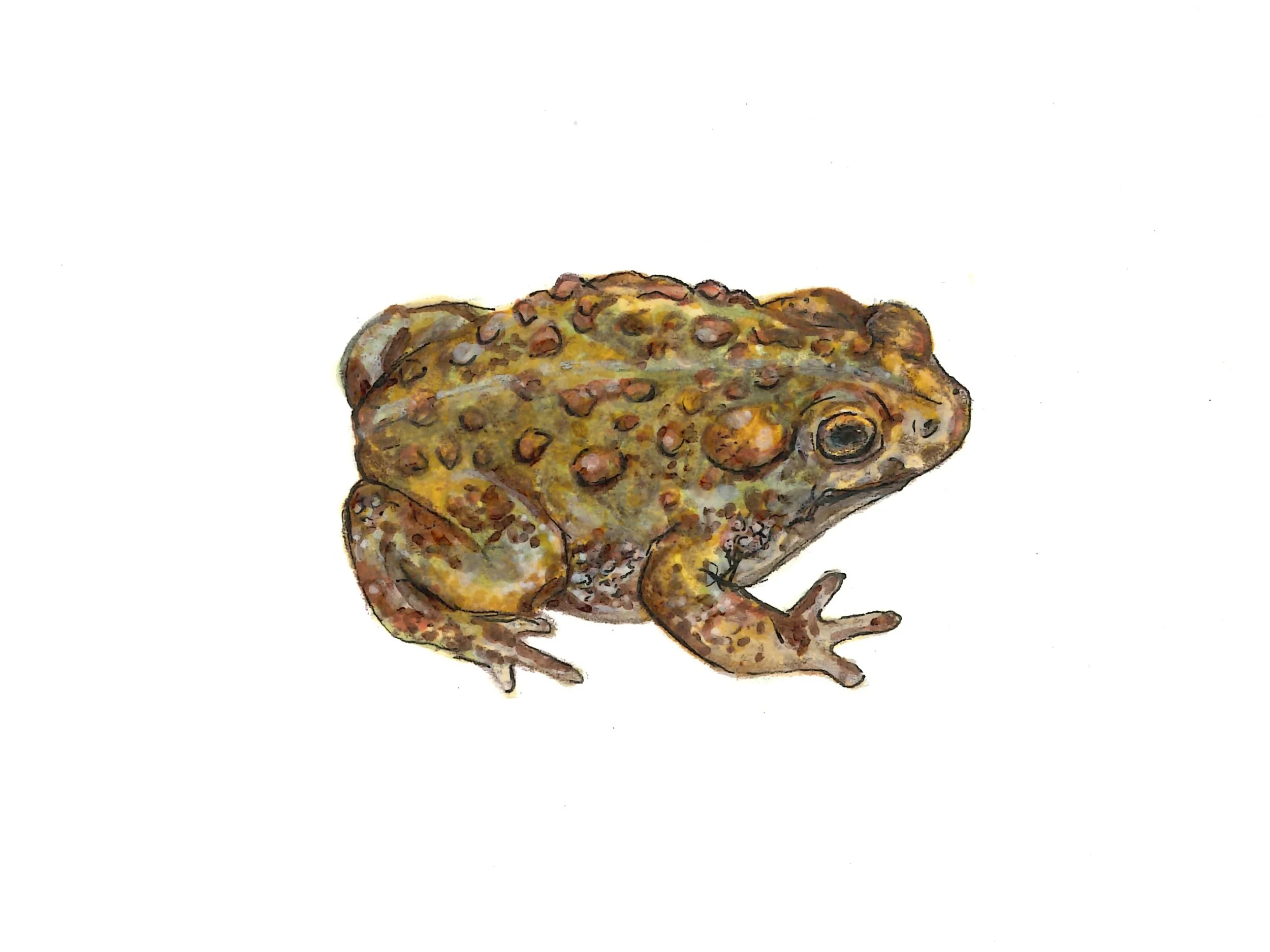 Western Toad
