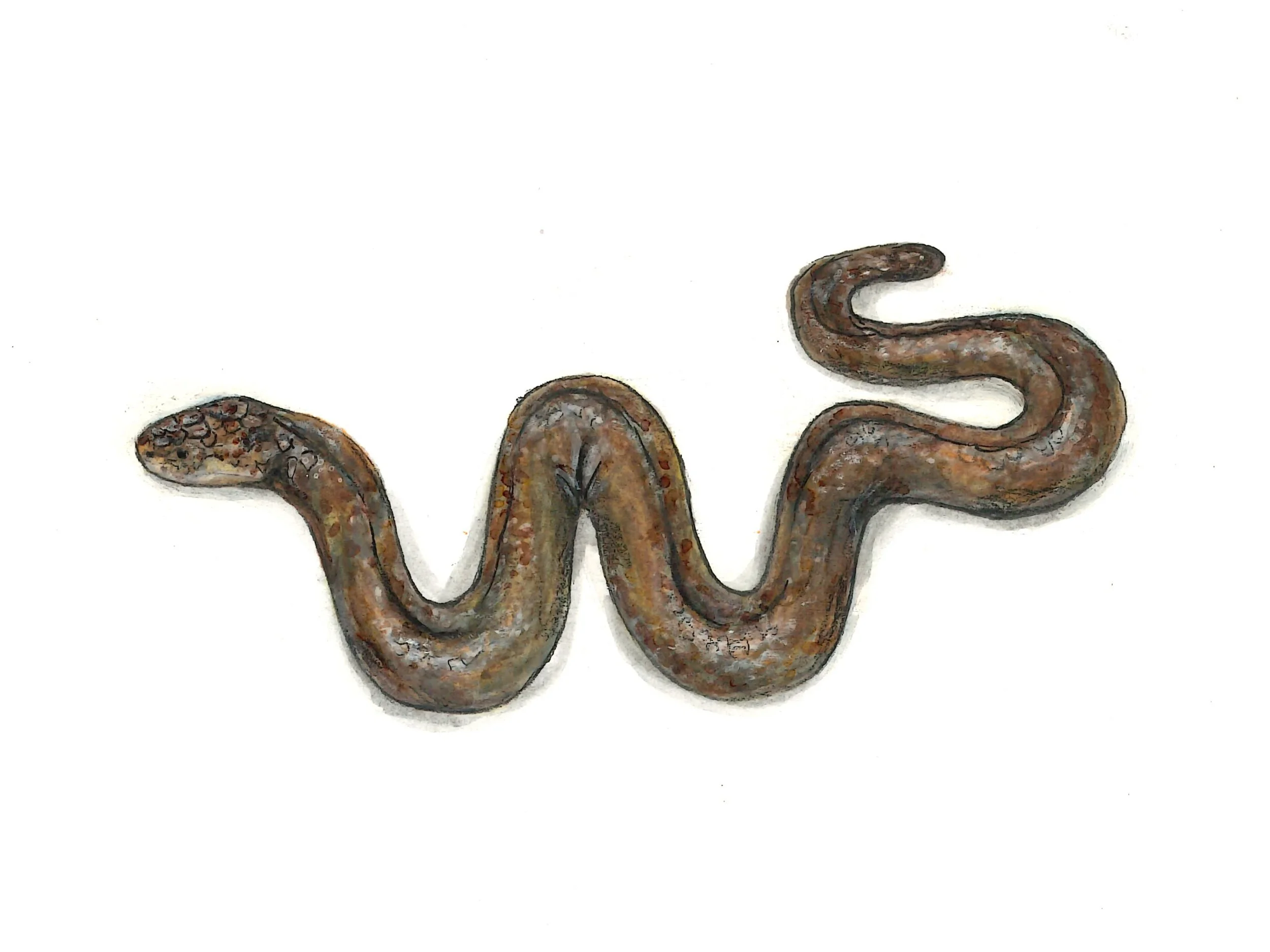 Rubber Boa