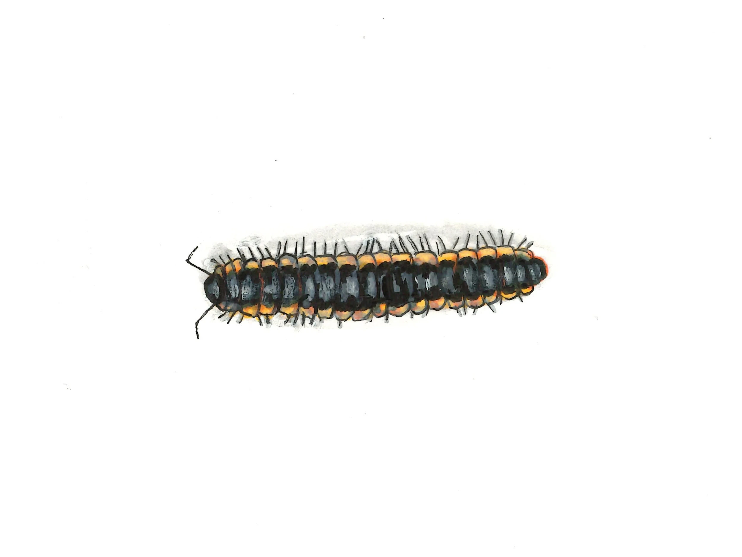 Marzipan Millipede