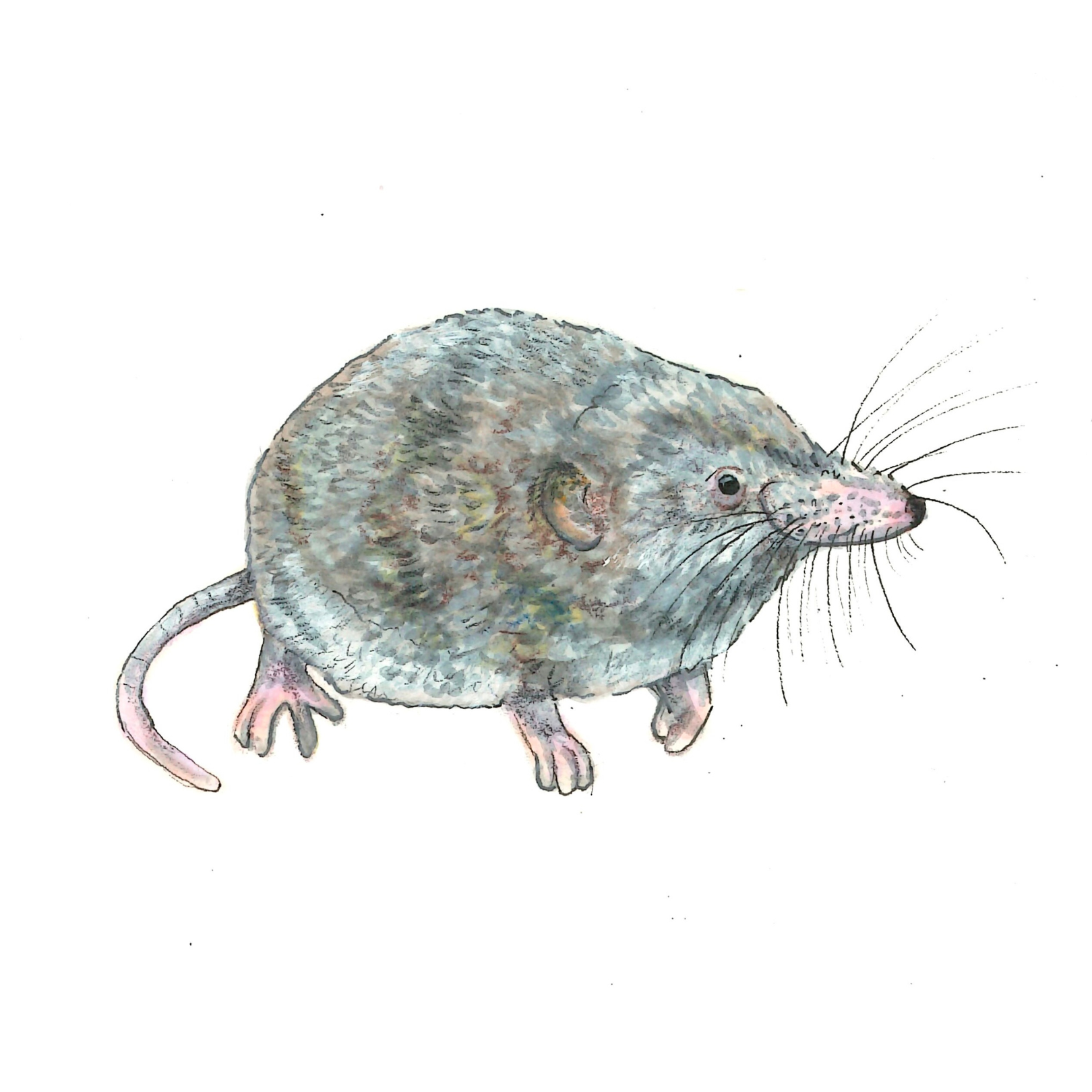Masked Shrew