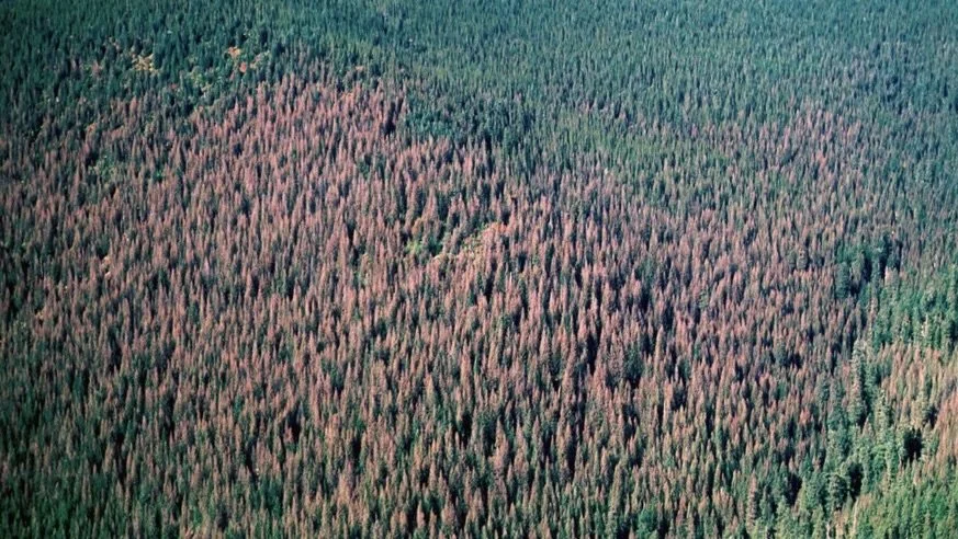 Spruce Budworm information