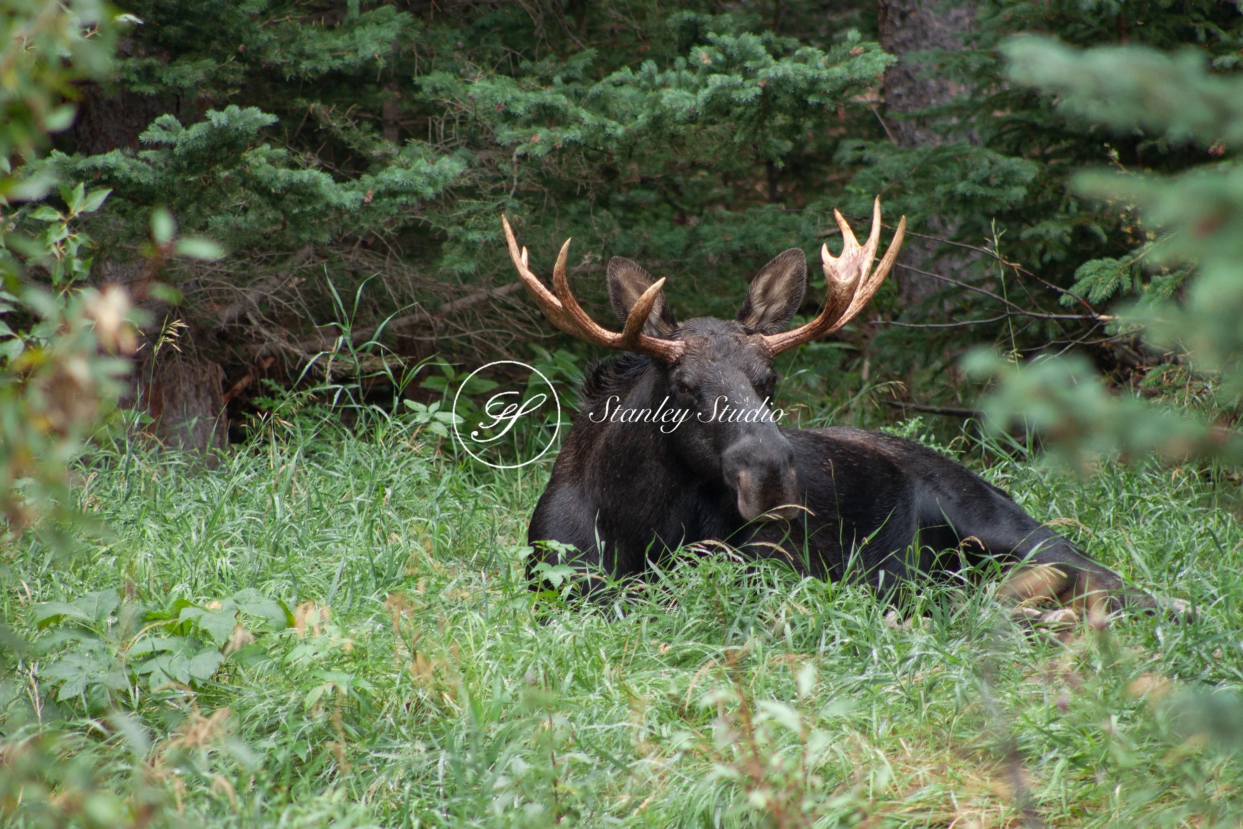 IMG_1171_Bull Moose taking a break.jpg