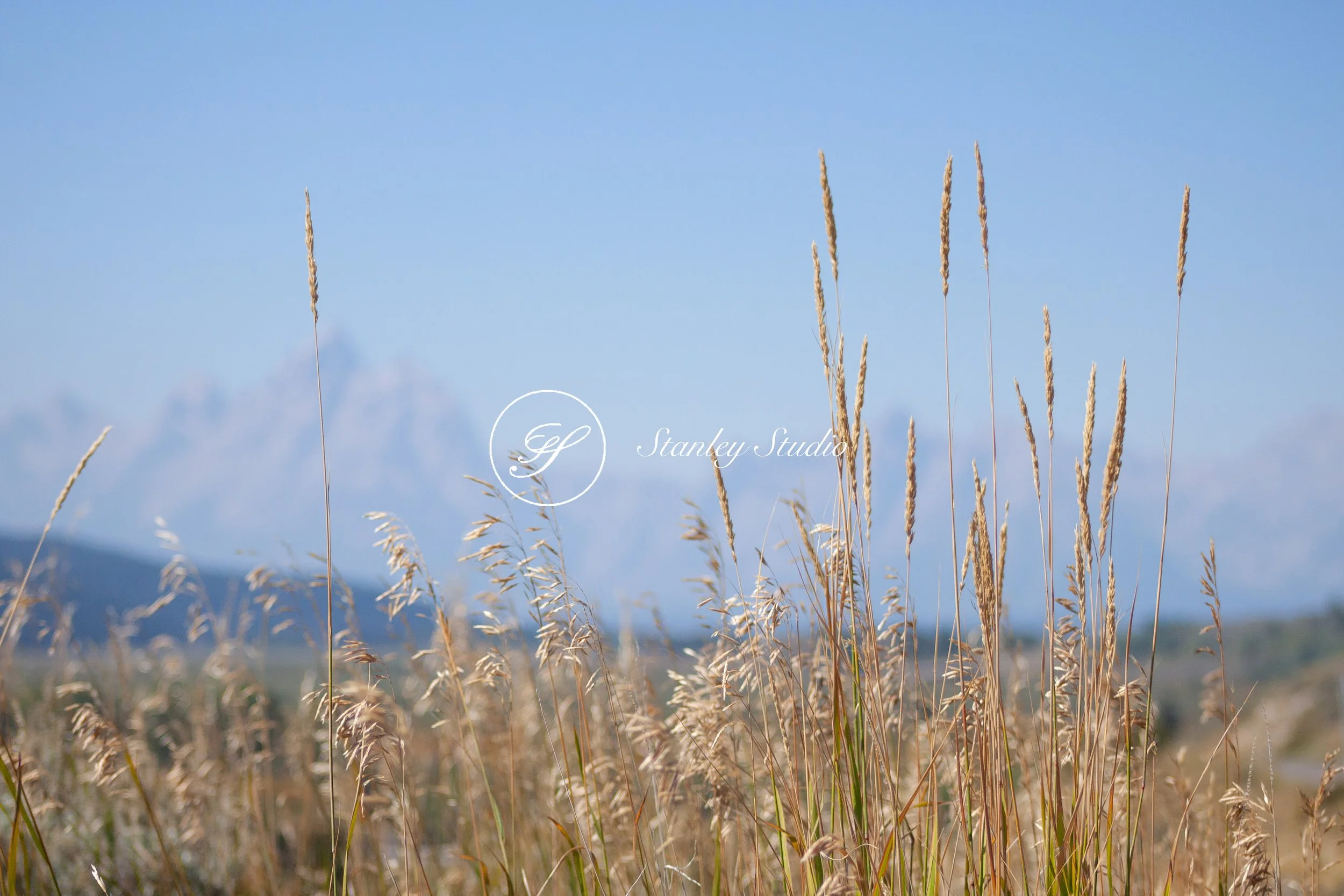 IMG_0905_Wild Teton Grass.jpg