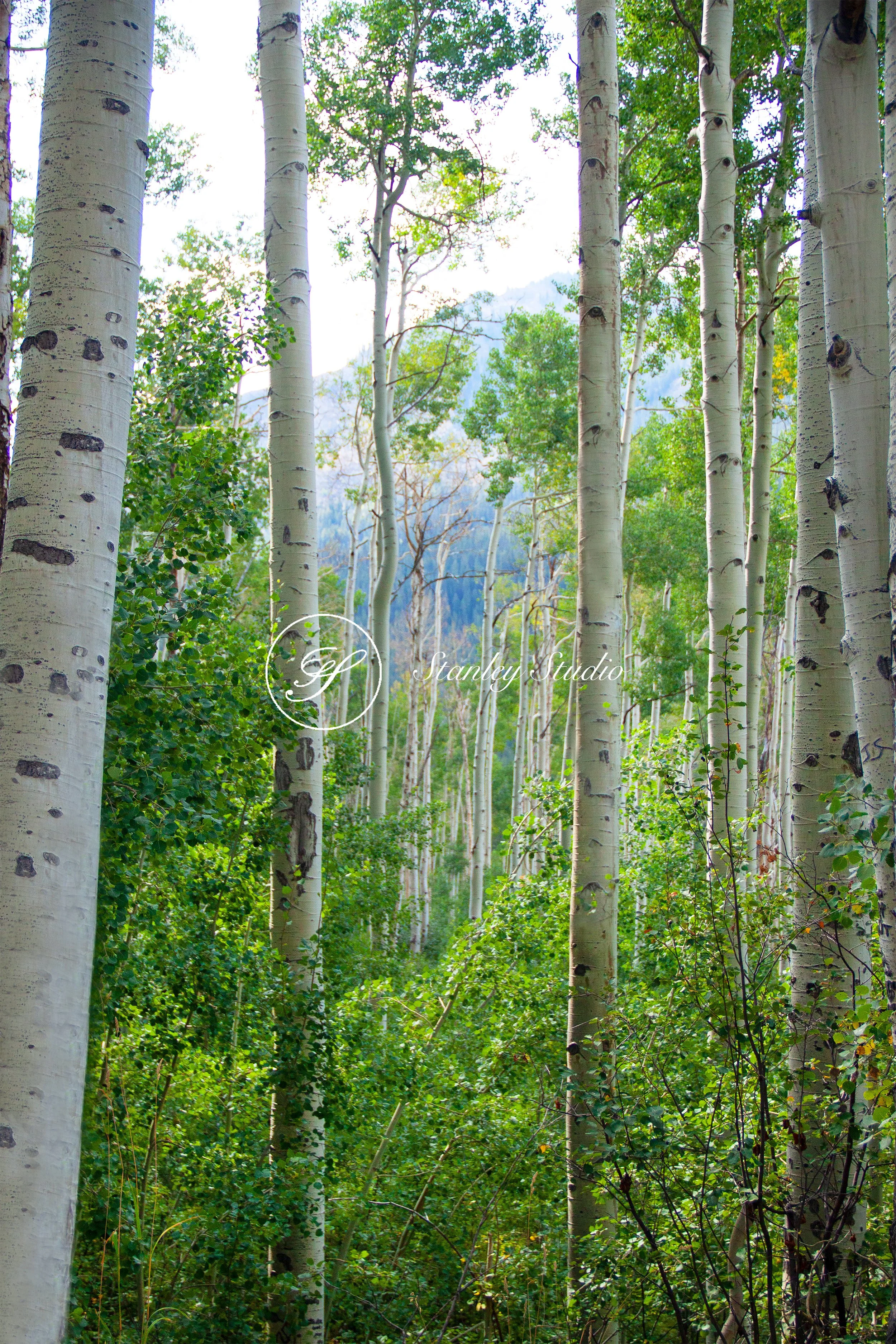 IMG_0032_FINAL FOR WEB.jpg