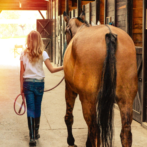 Kentucky Equine Law Attorneys — Regard Law