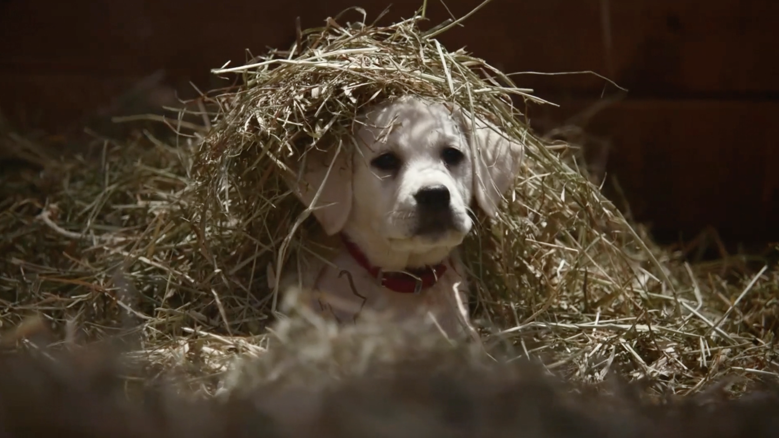 Budweiser - Lost Dog - Superbowl 2015