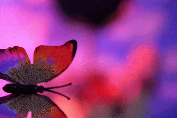 ezgif.com-optimize (8).gif