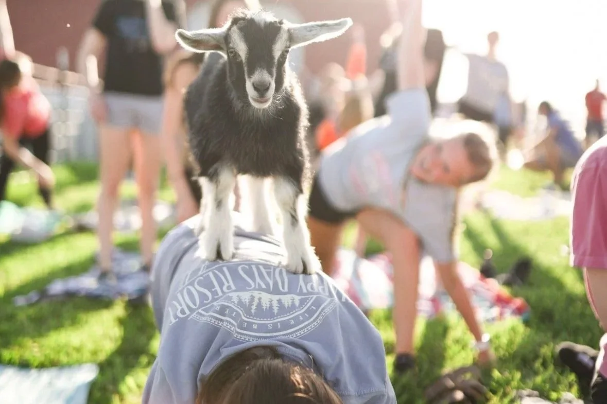 Goat Yoga