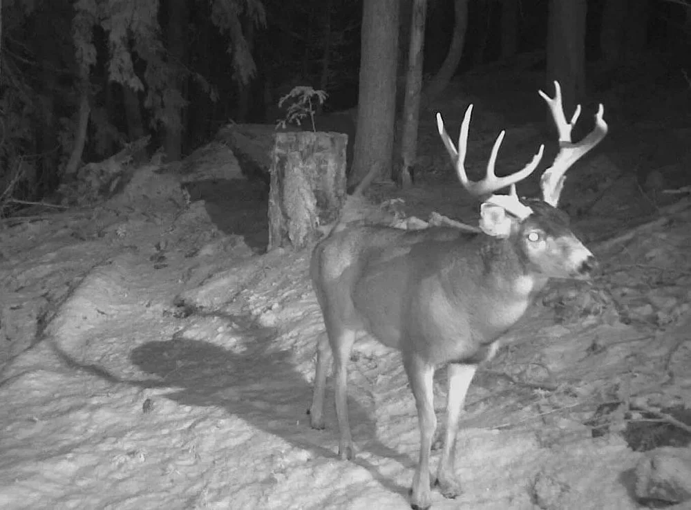 Contact — How To Hunt Store