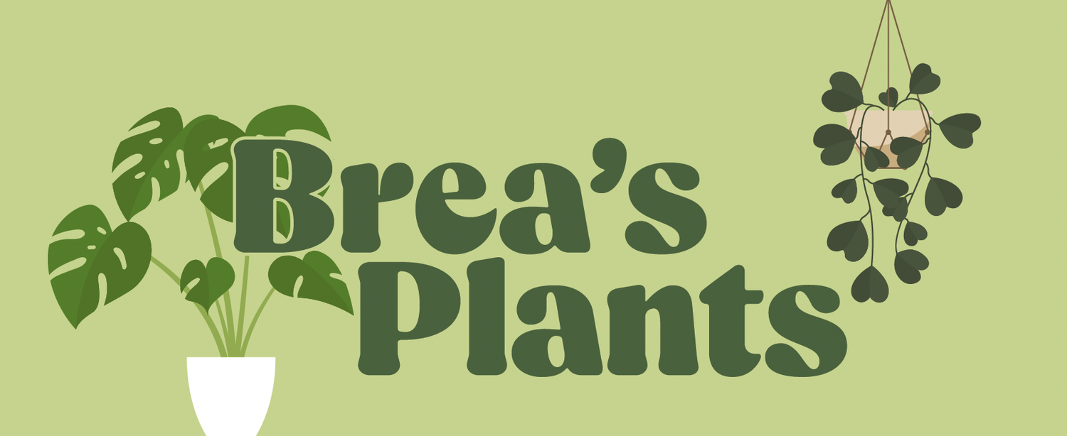 Brea&#39;s Plants