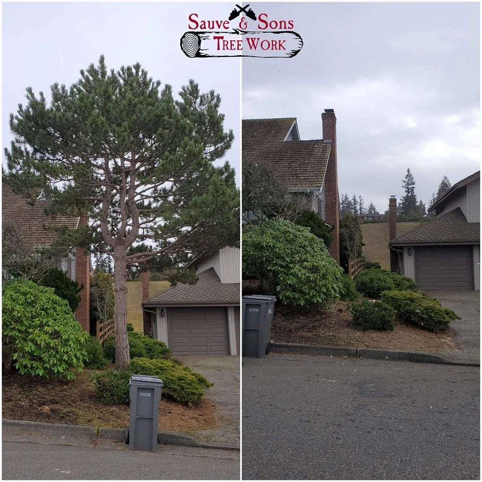 Sauve & Sons Tree Work | Snohomish County Tree Service