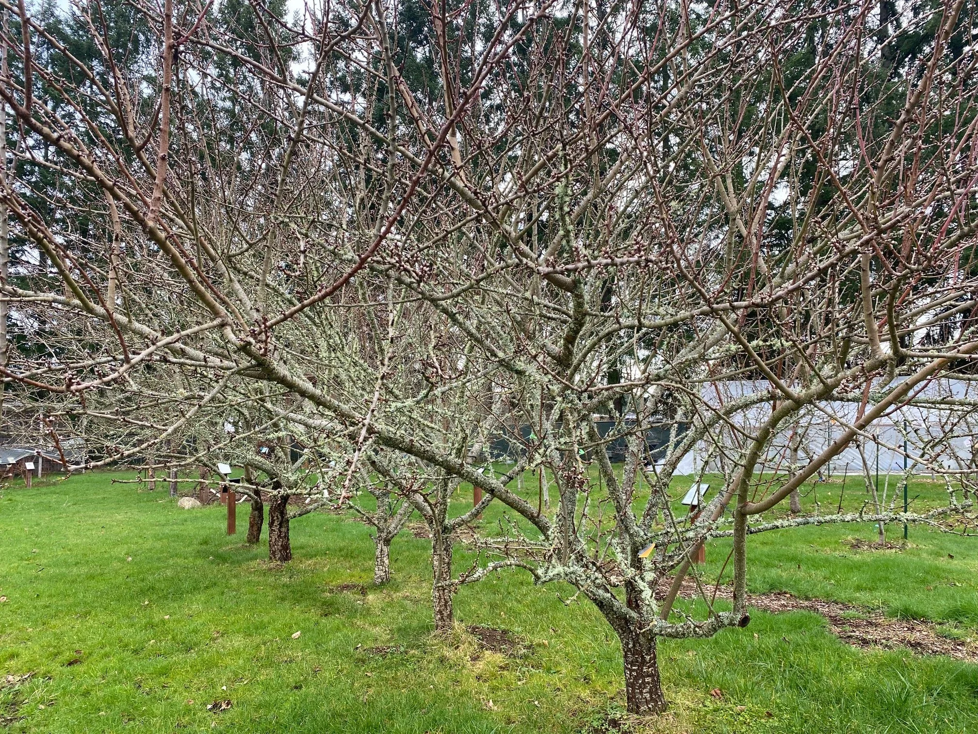Winter Pruning — Mature Pome Fruit Tree