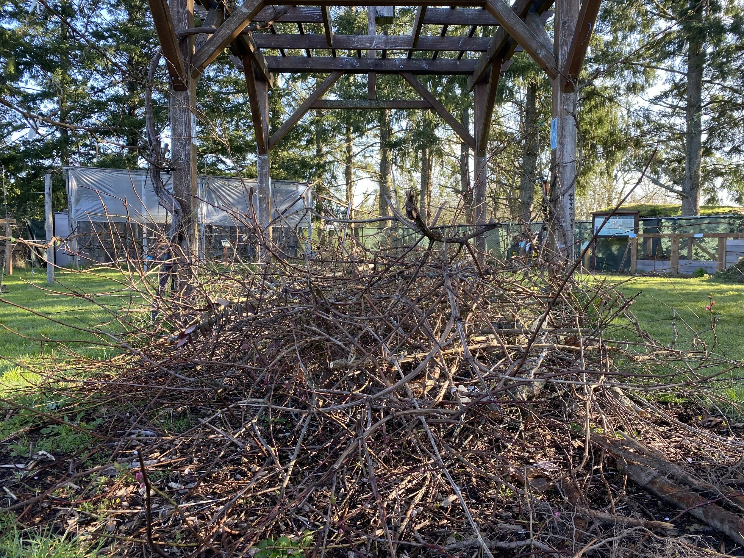 Branch Chipping in the Orchard