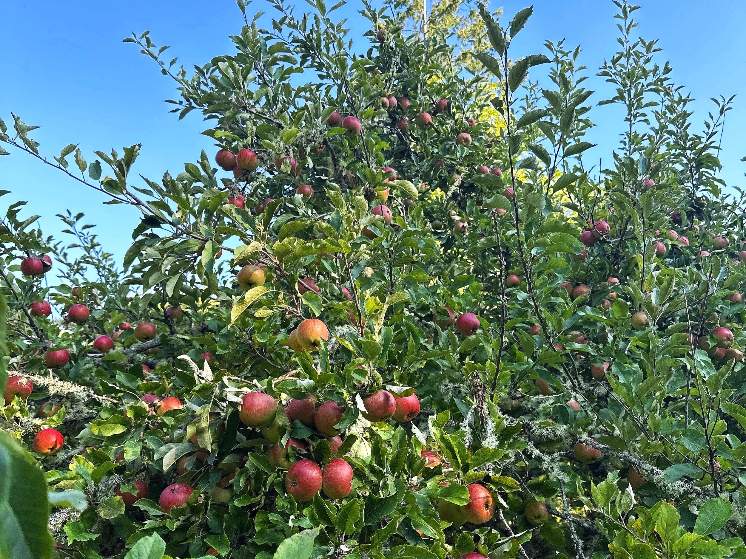 Cider Guild: Fruit Ripeness and Cider Making Equipment