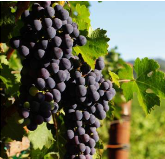 Open Orchard: Grapes!