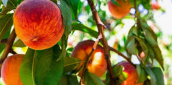 Open Orchard: Stone Fruit and Peaches