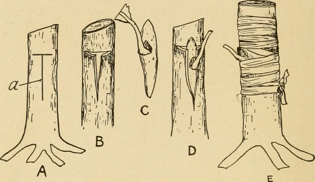 Peninsula Fruit Club Event: Bud Grafting Class