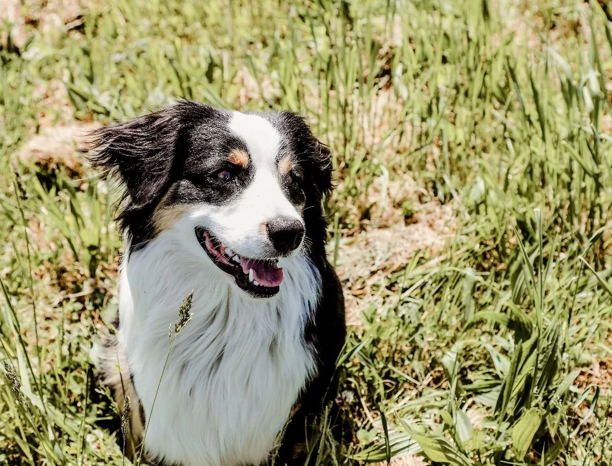 Winery dog "Ham" enjoying the summer sun.