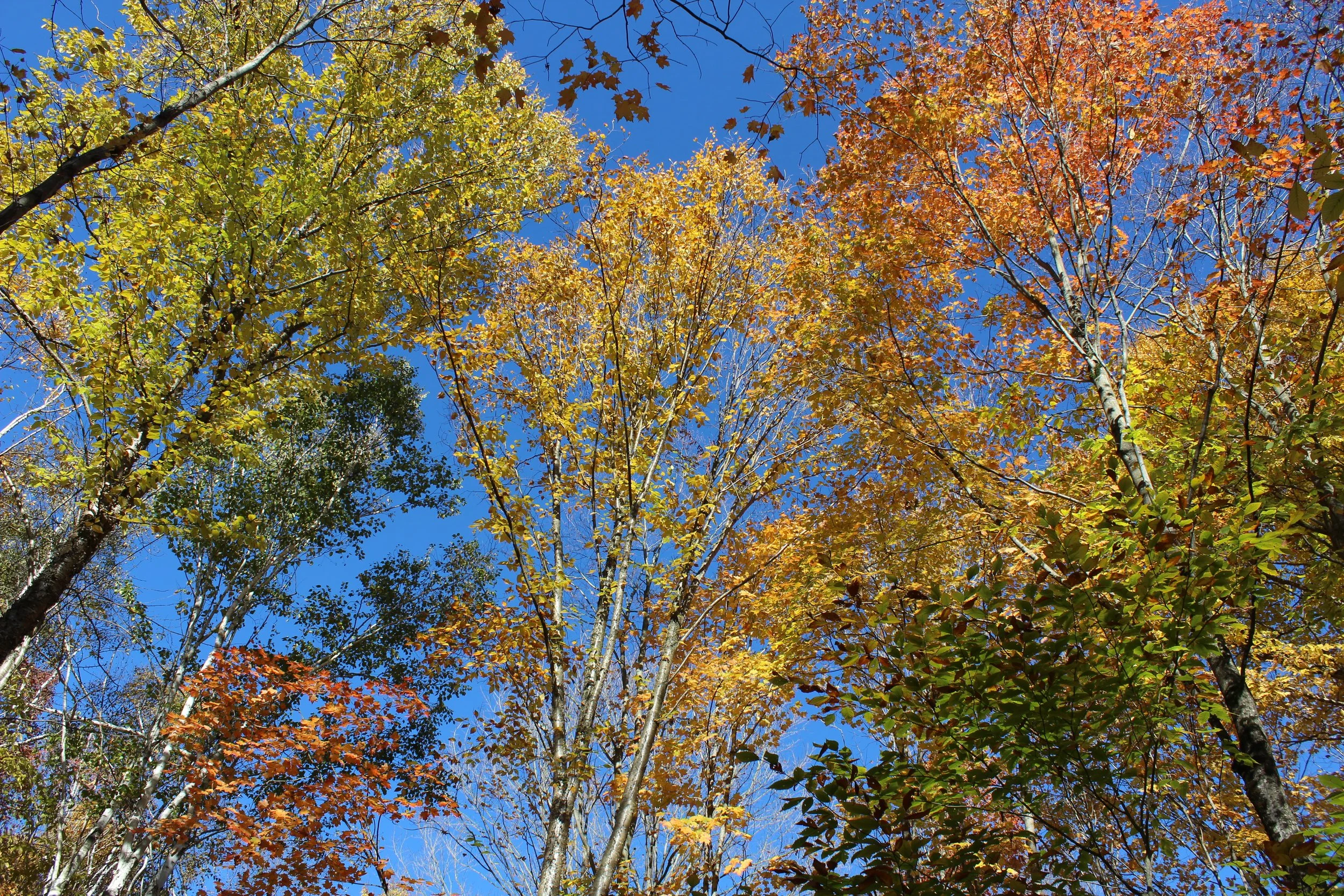 blue sky and autumn trees