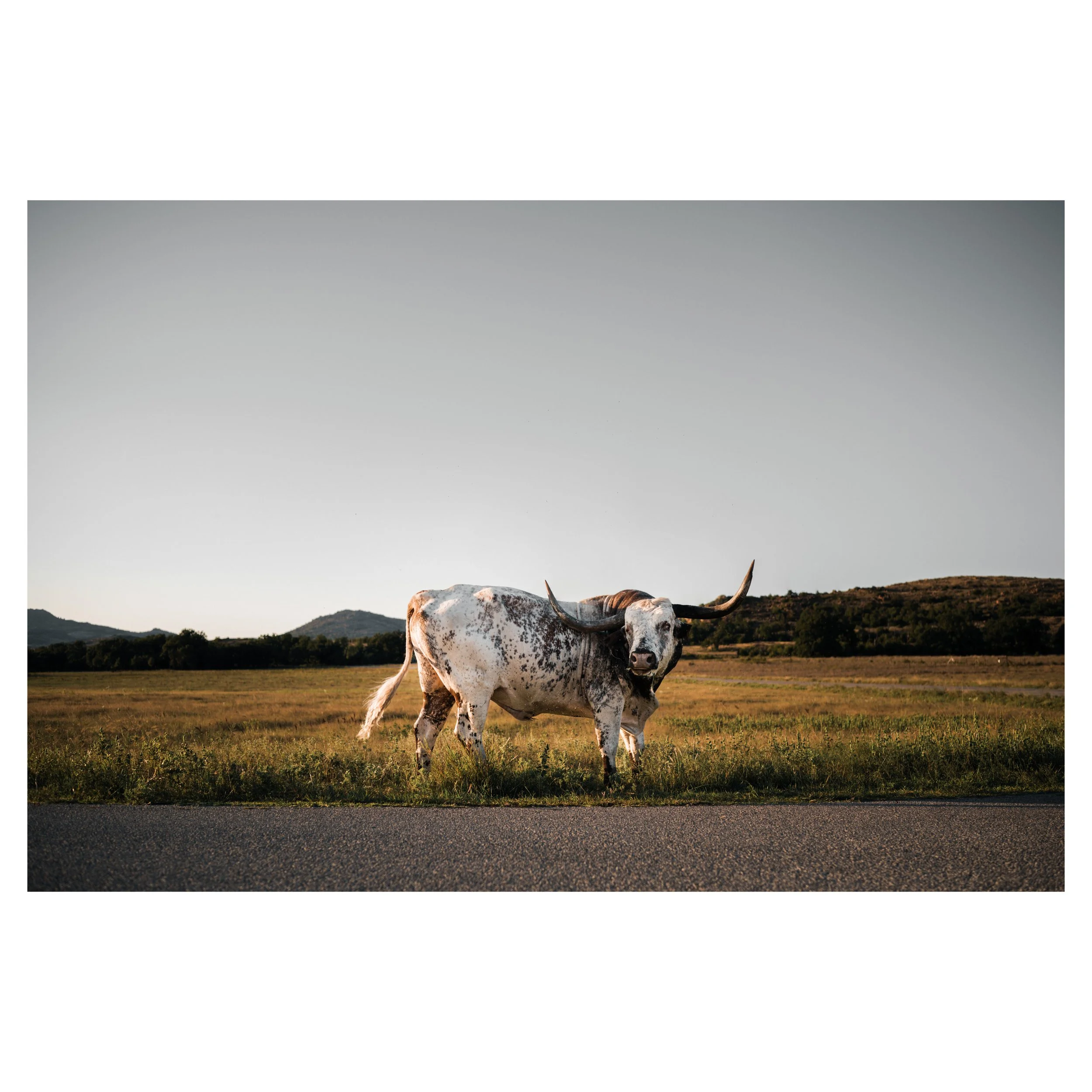 cow.jpg