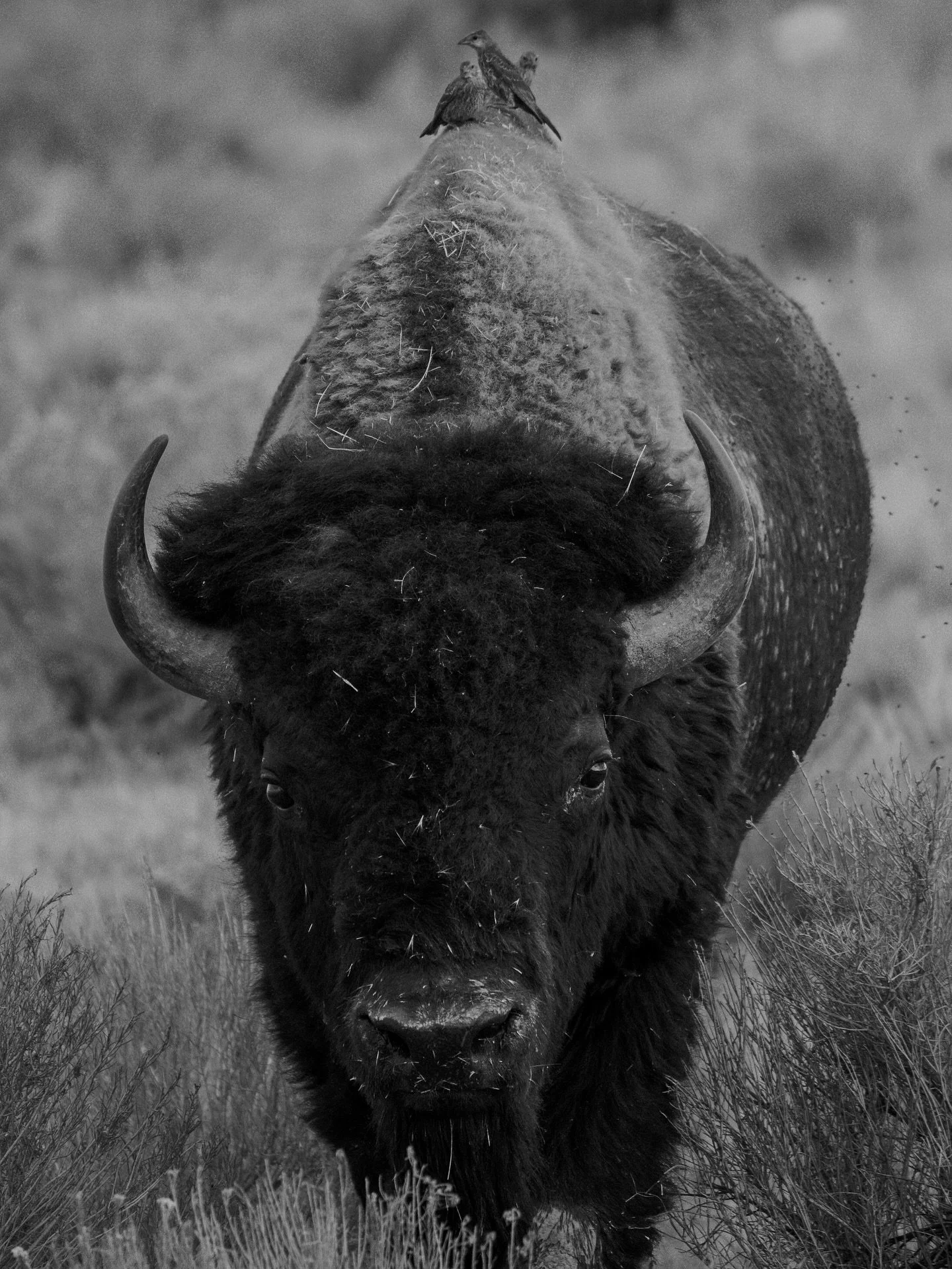 Made a new friend 🦬