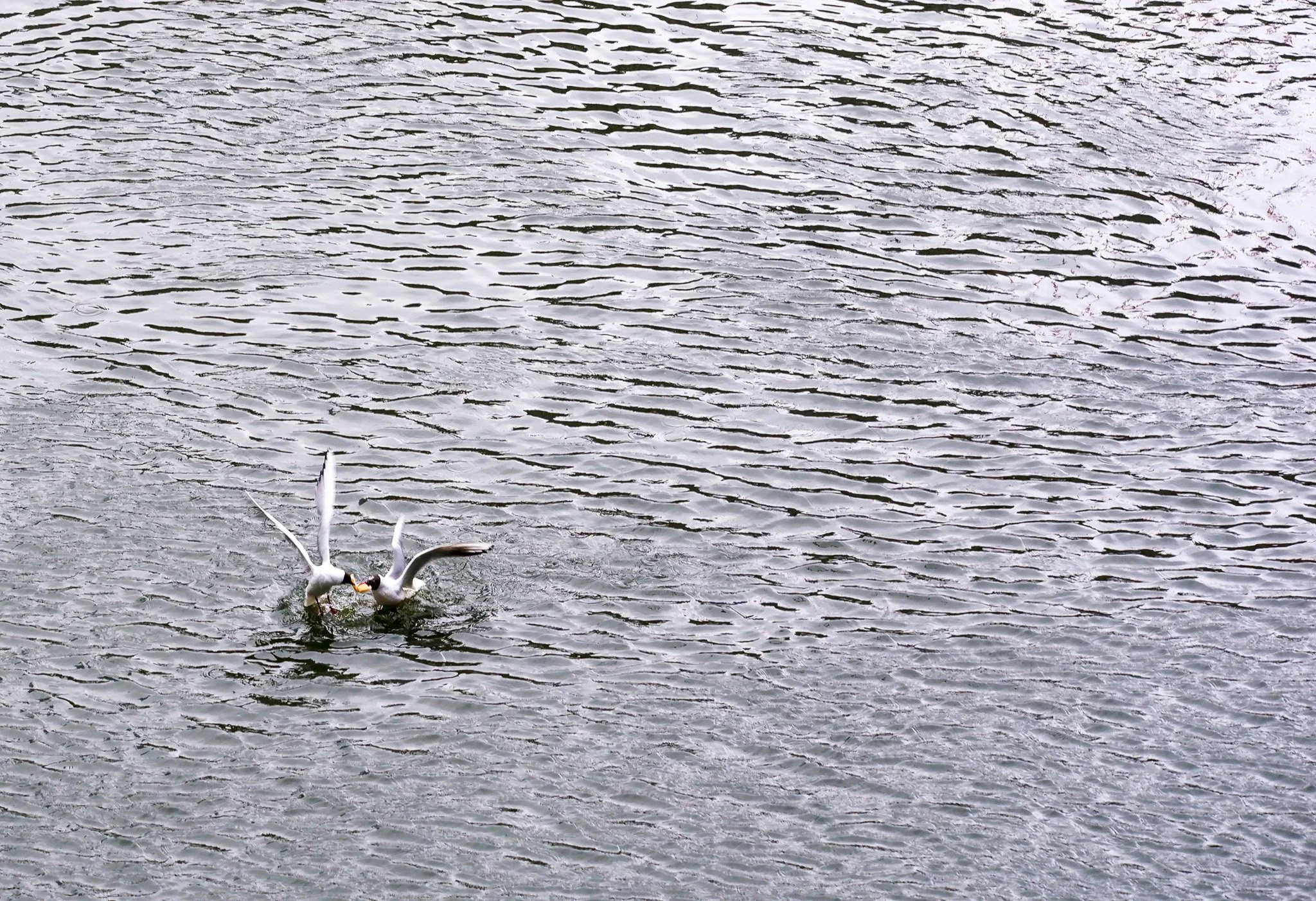 Let's settle this.jpg