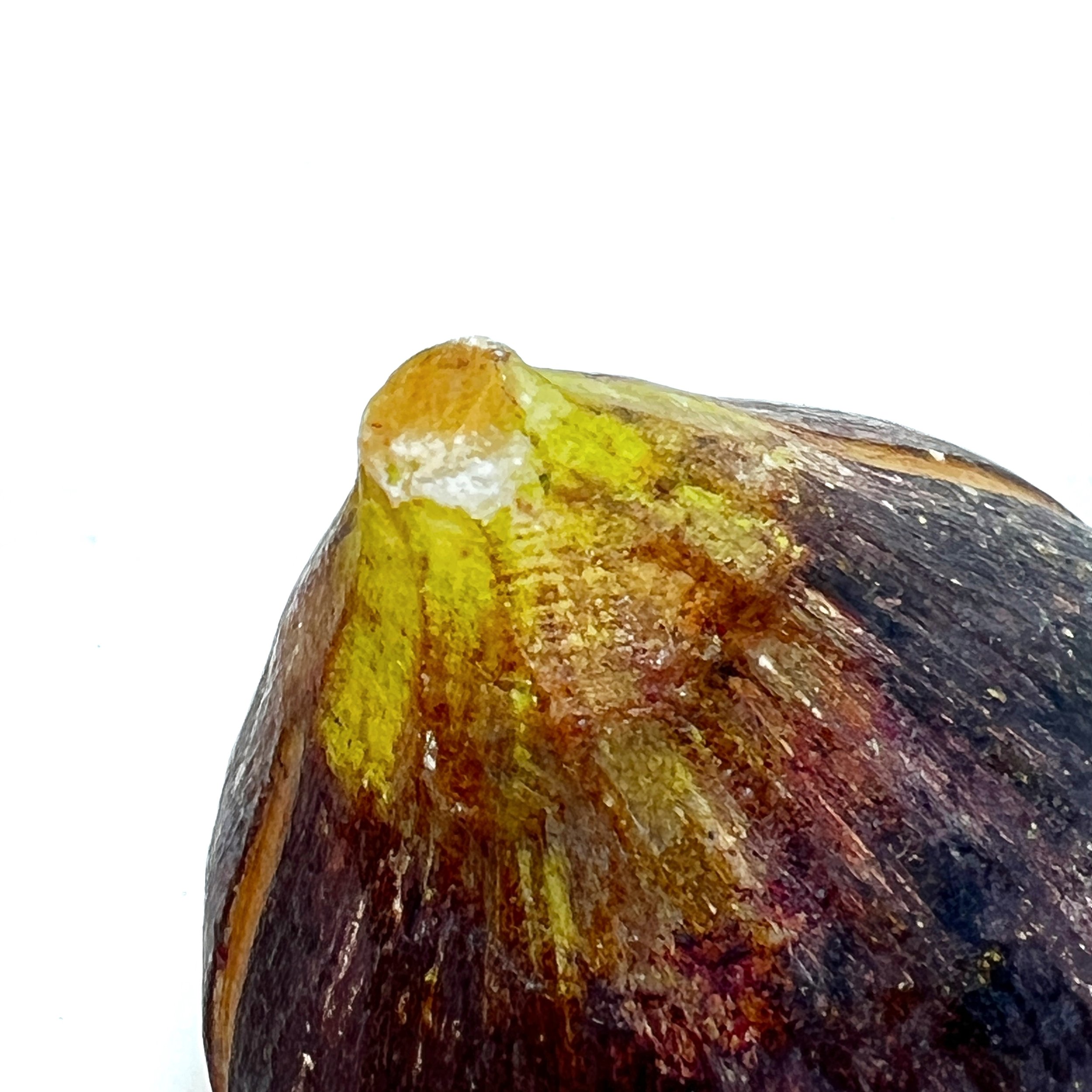 stashestaets-alabaster-fig-6.jpeg