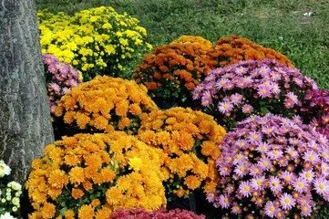 Chrysanthemum Sale