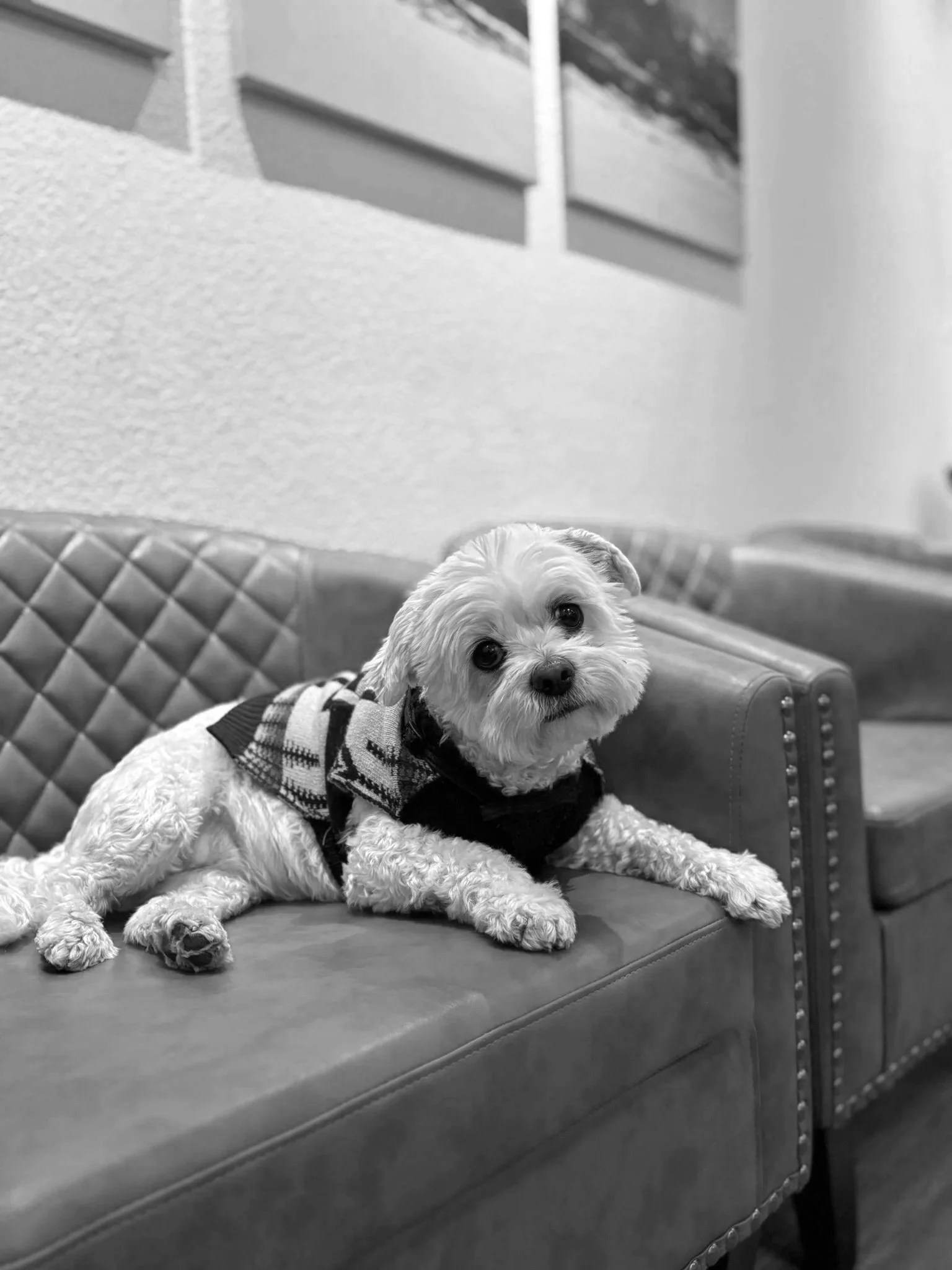 white dog sitting on brown chair