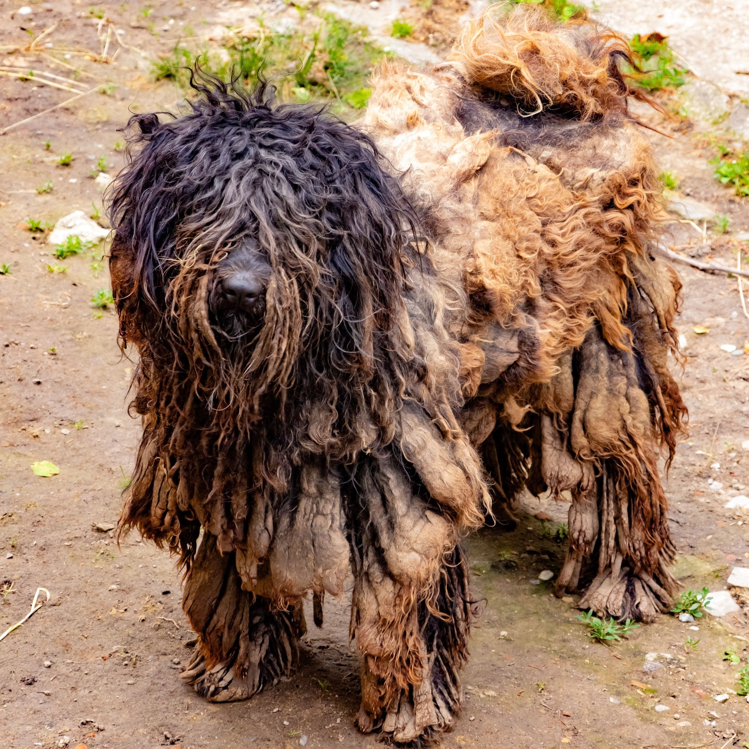 Puli, Hungarian herding dog, Pecsvarad, Hungary