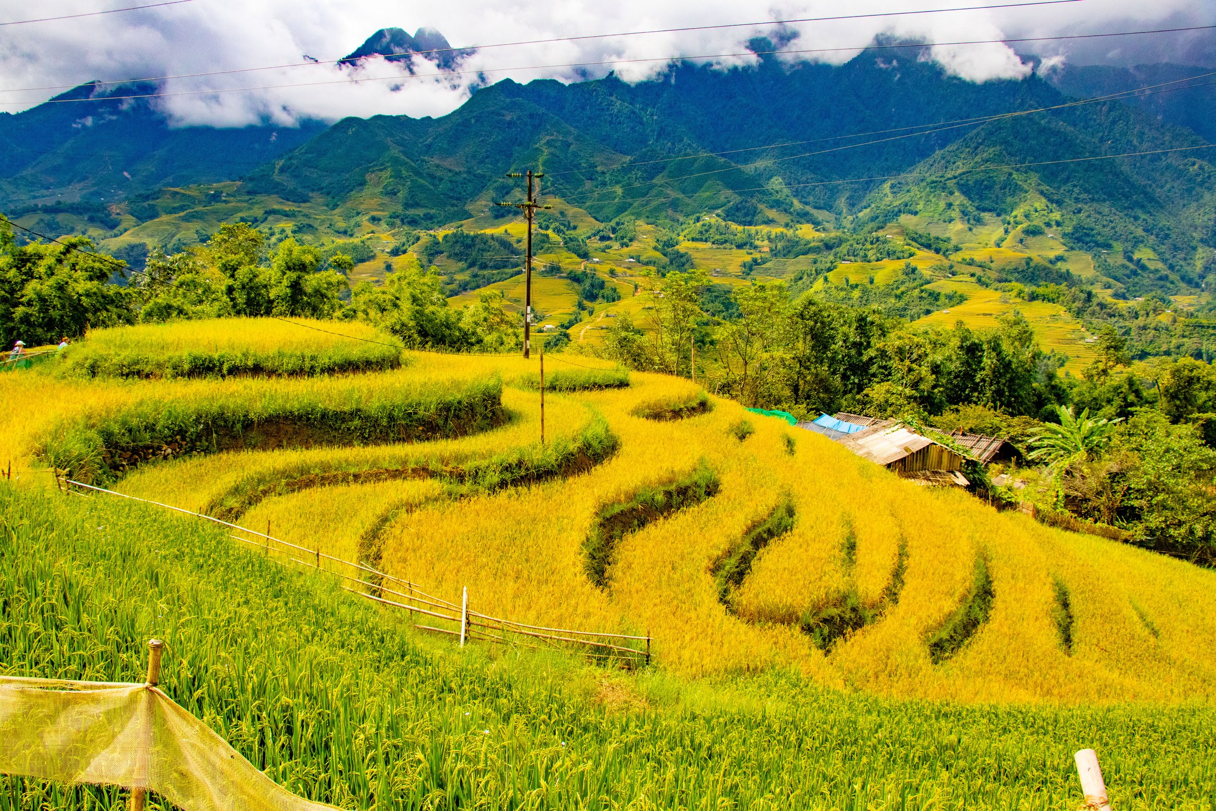 Rice fields, Vietnam