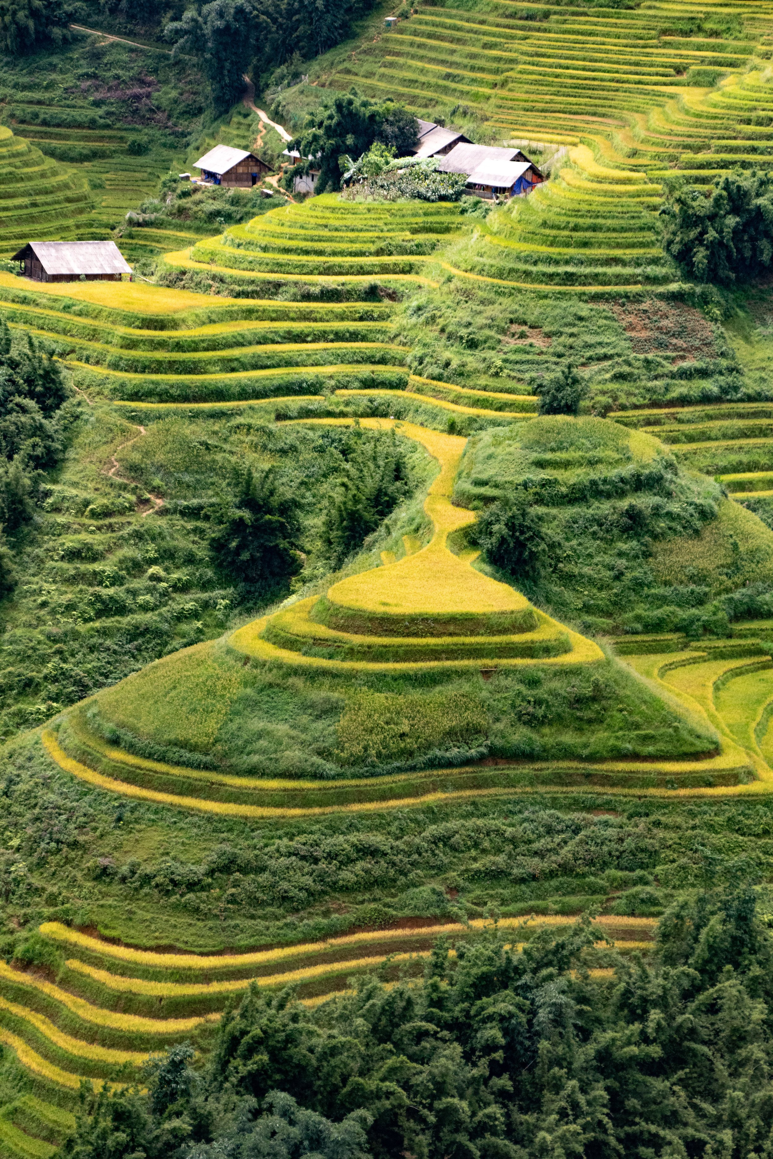 Rice terraces, Sapa Vietnam