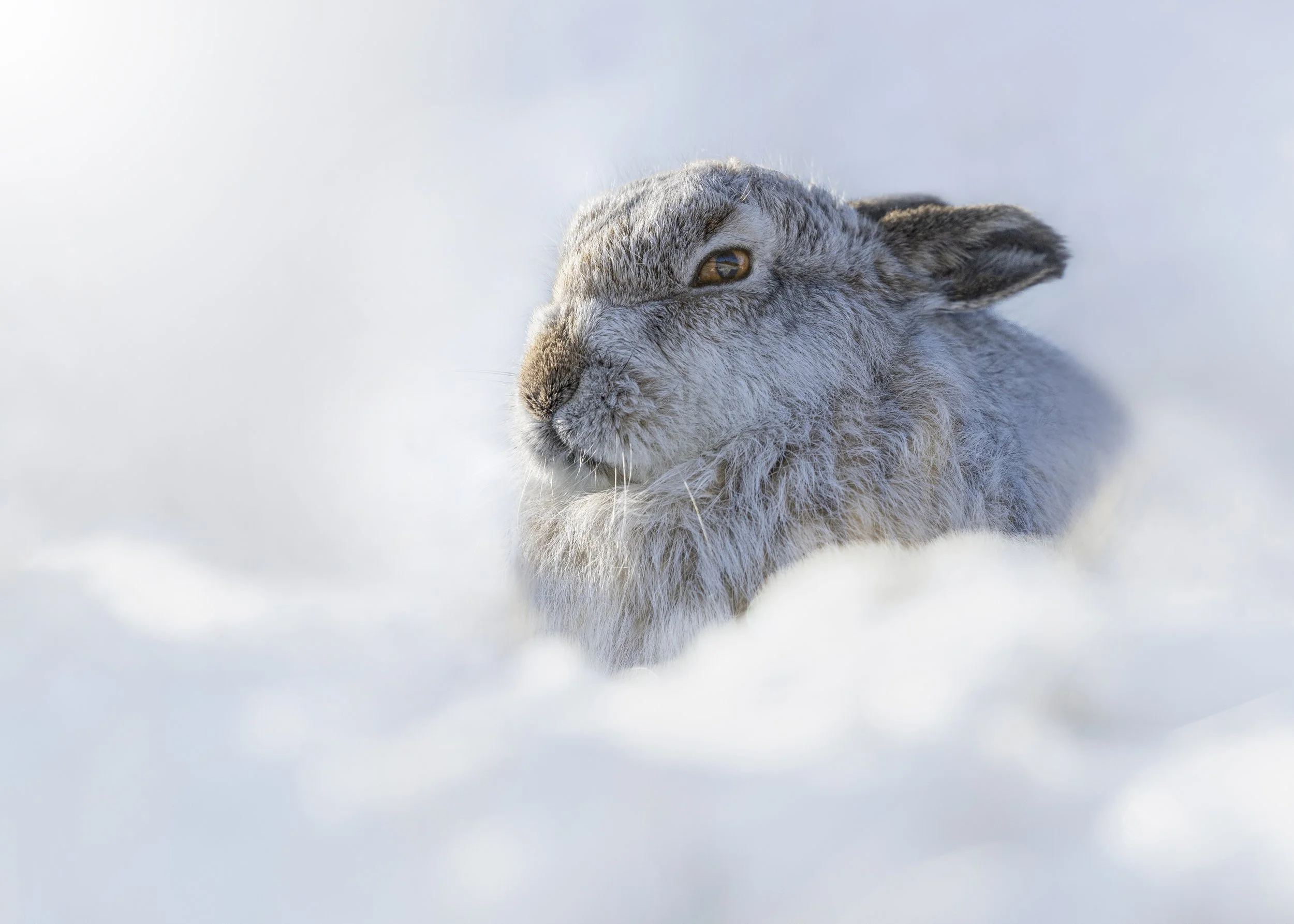 Mountain Hare