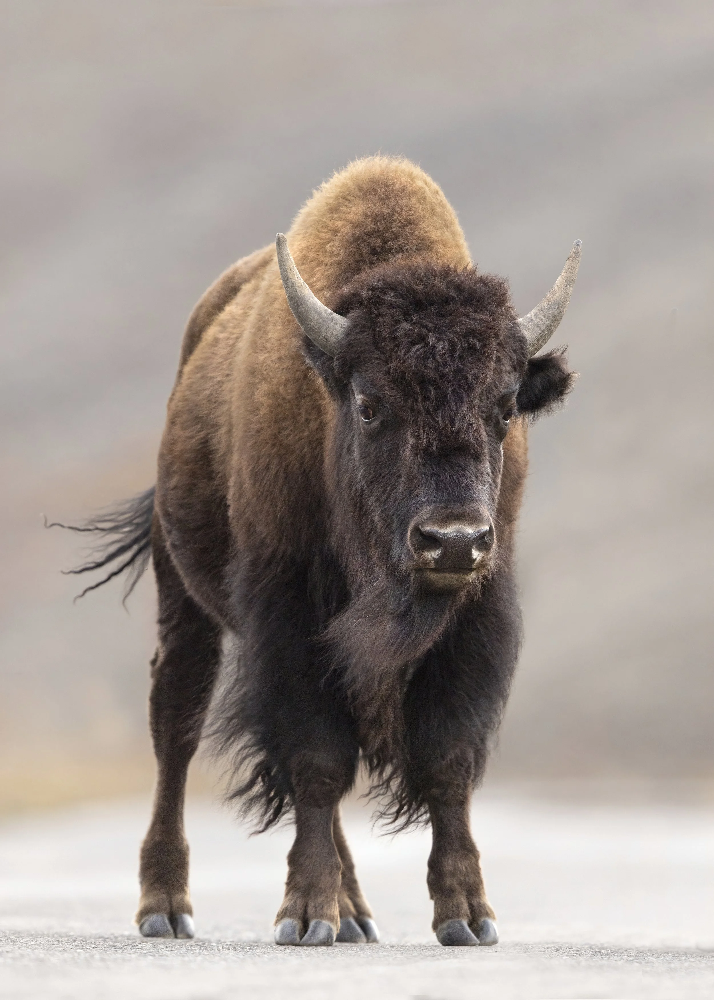 Bison stare down