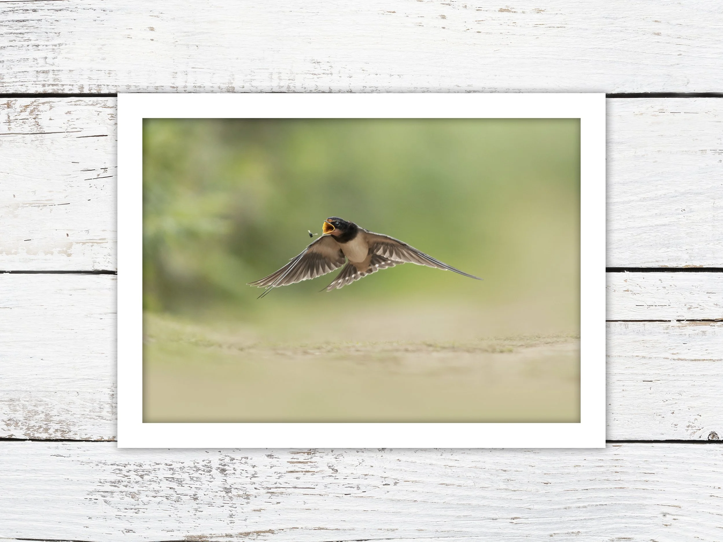 NO FRAMES_HIGH_LANDSCAPE swallow.jpg