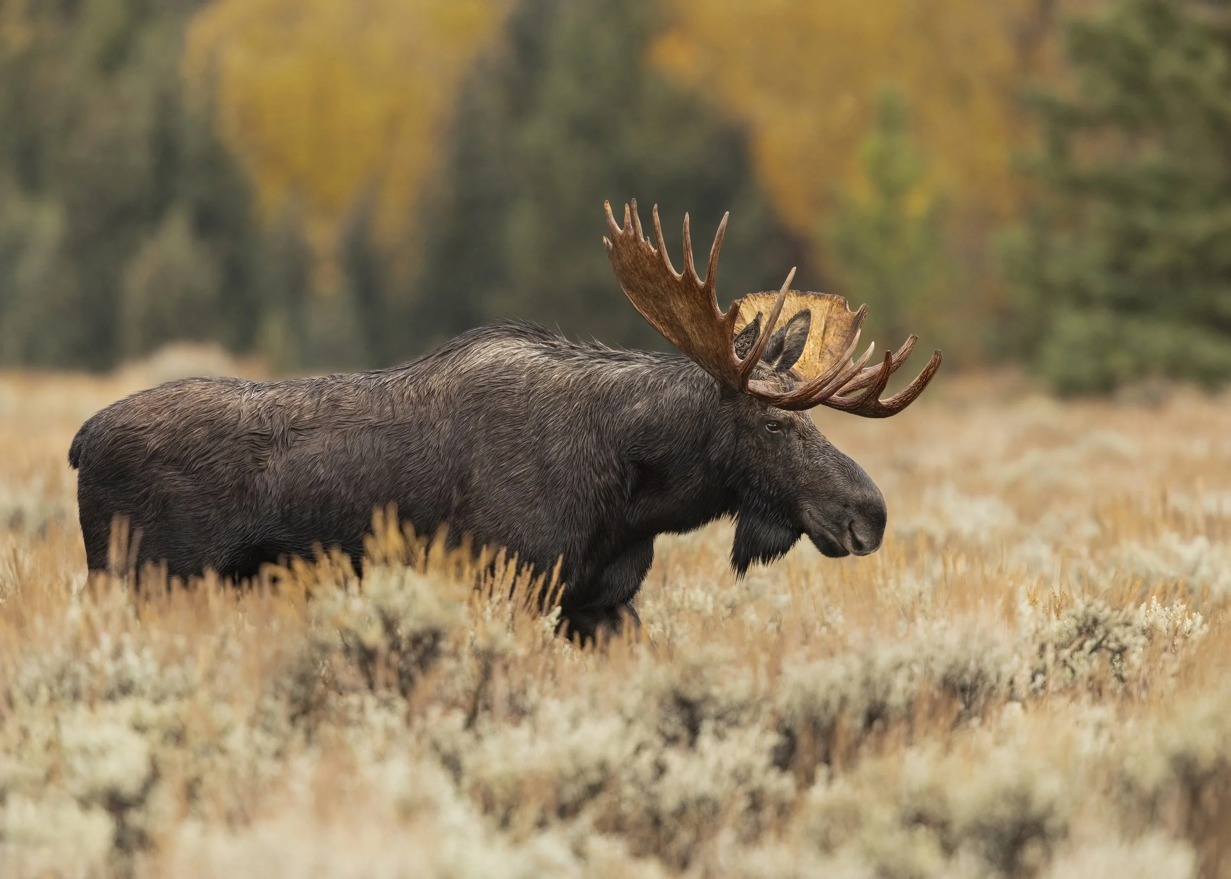 Teton Moose