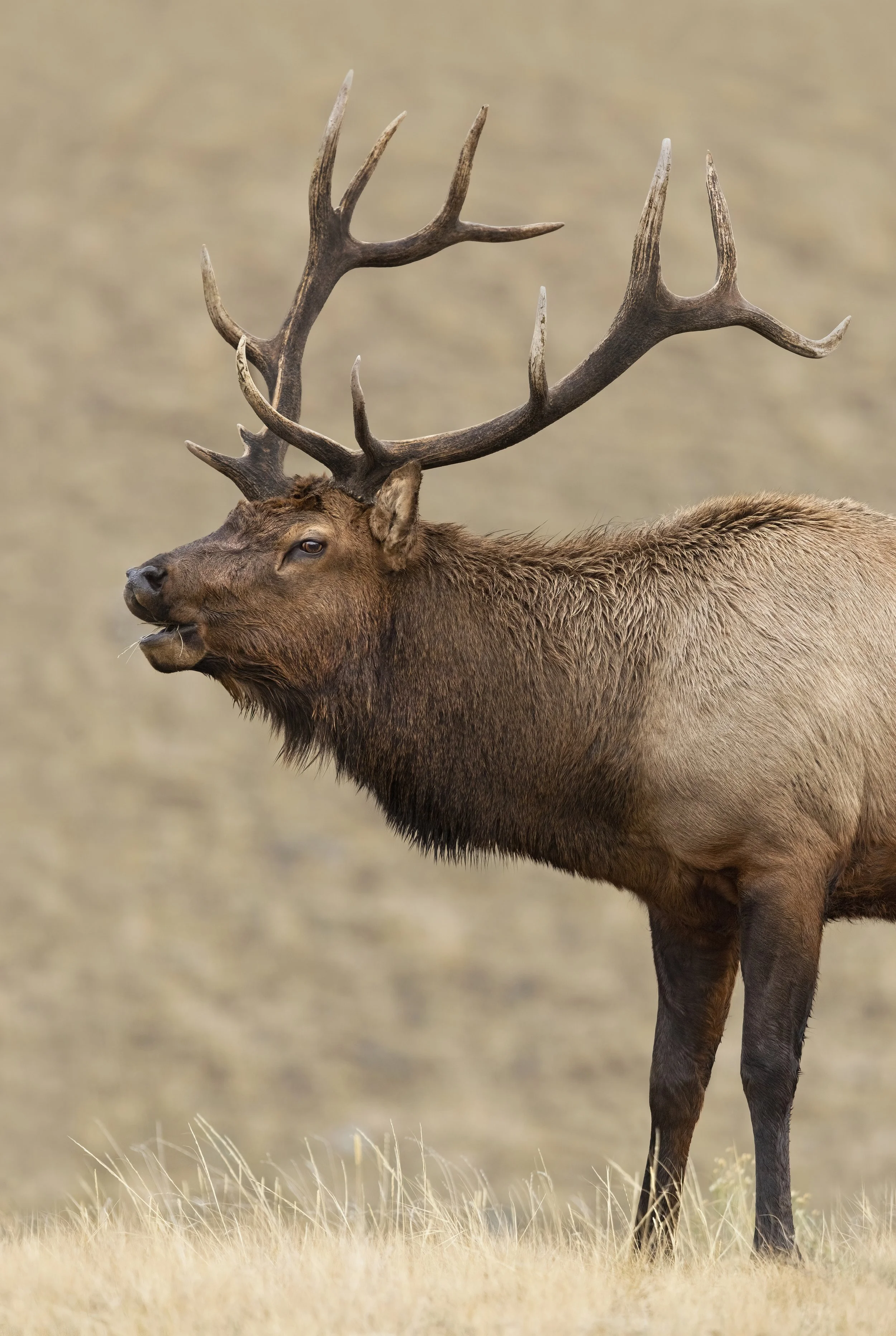 Elk Bugle