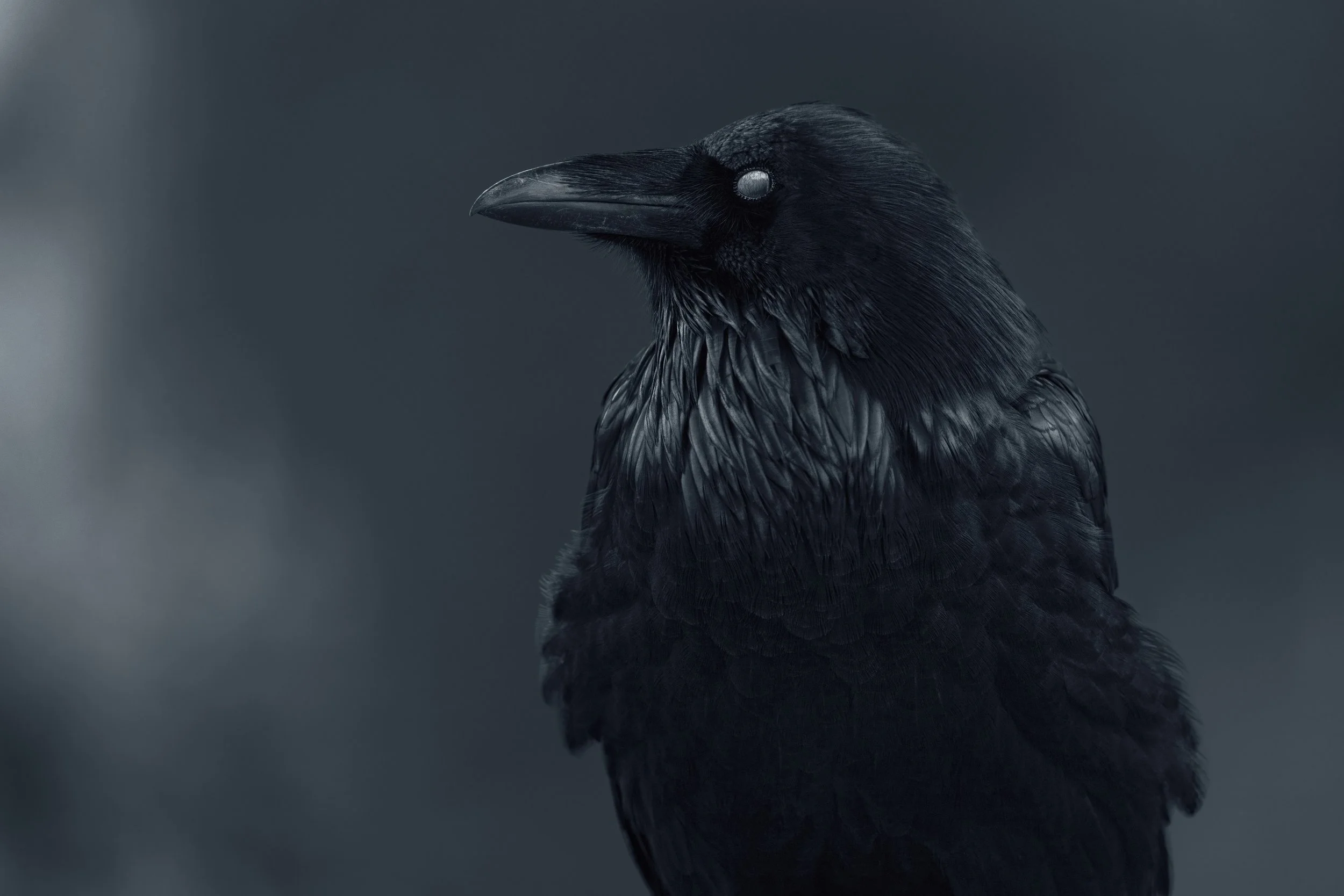 All Seeing Eye - Raven