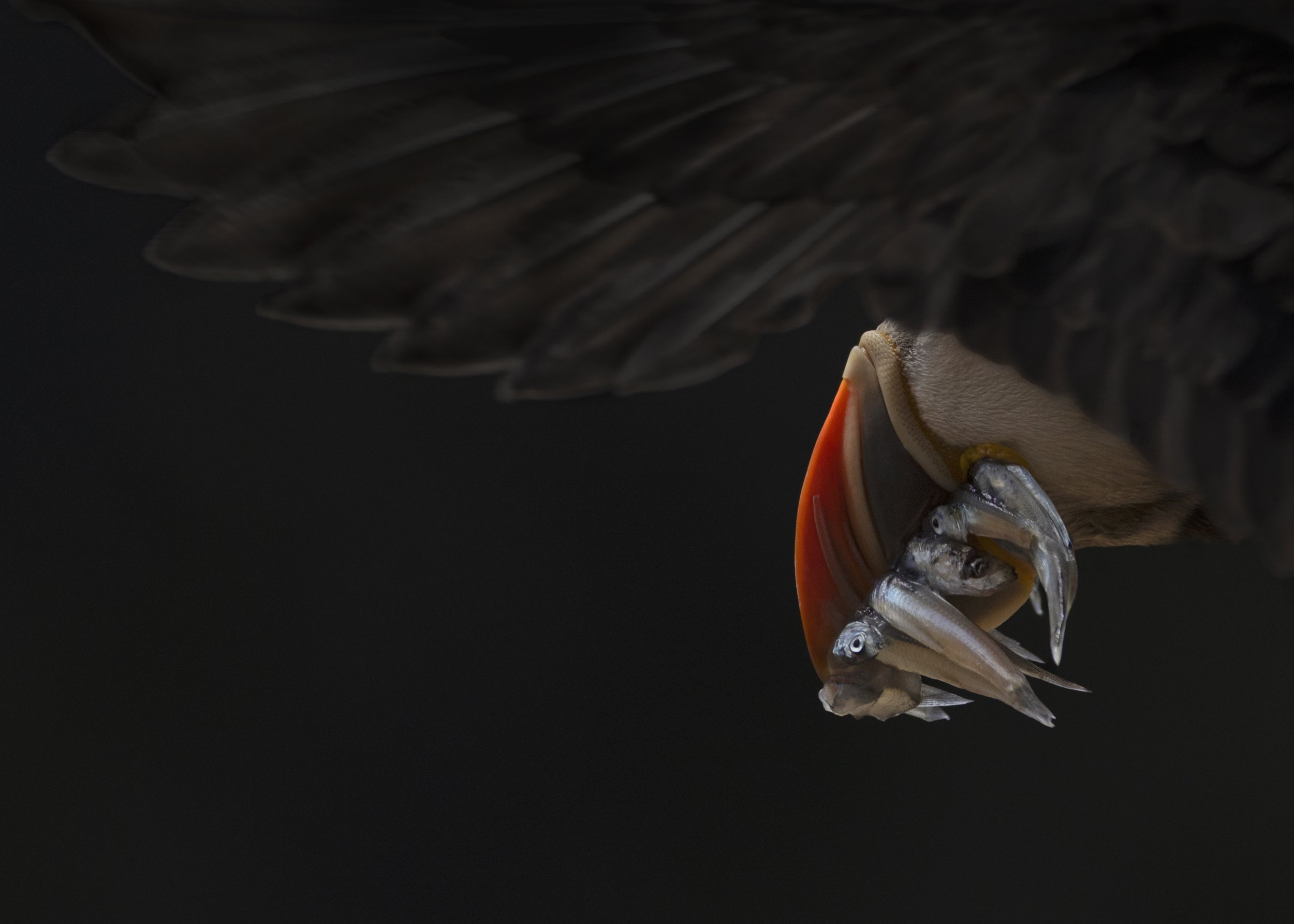 The dark knight - puffin