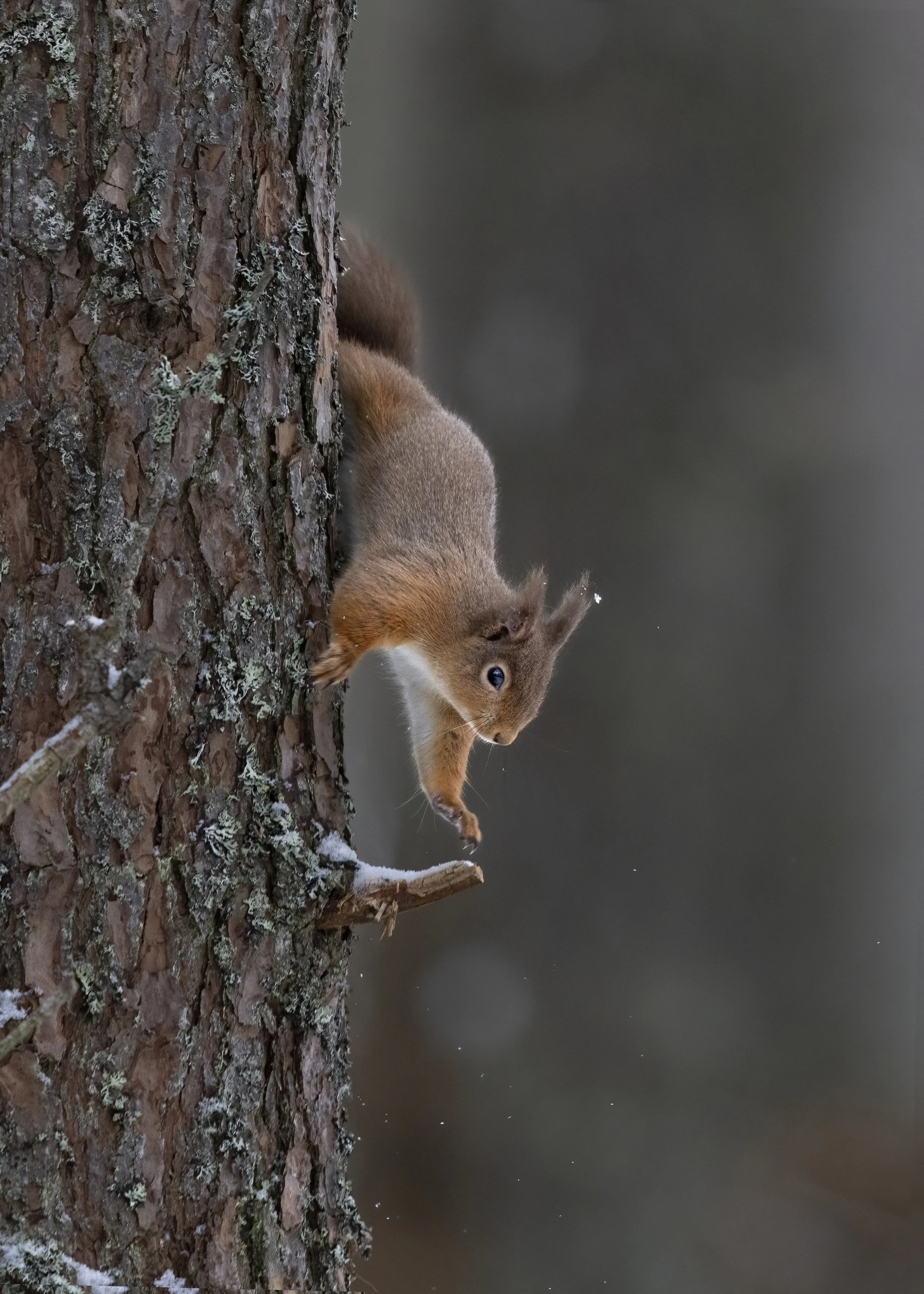 Red Squirrel climbing