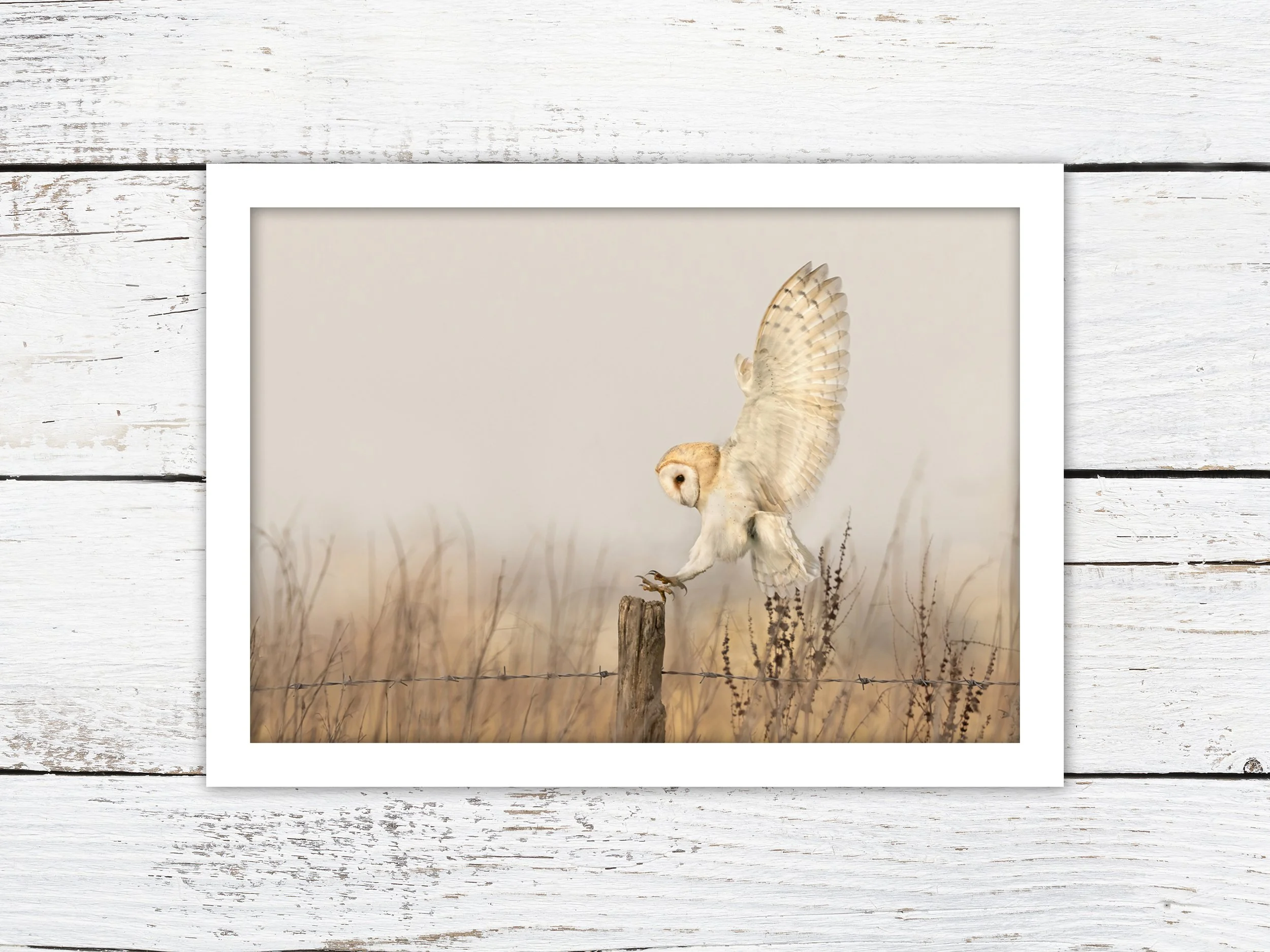 NO FRAMES_HIGH_LANDSCAPE barn owl ghost.jpg