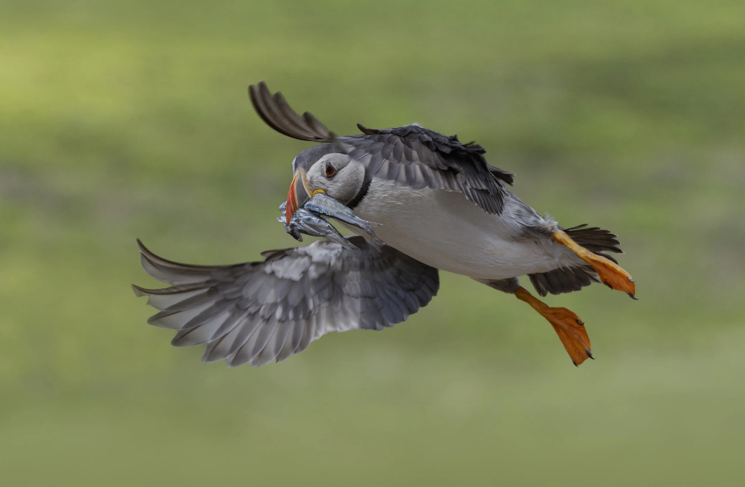 Puffin flying with eels