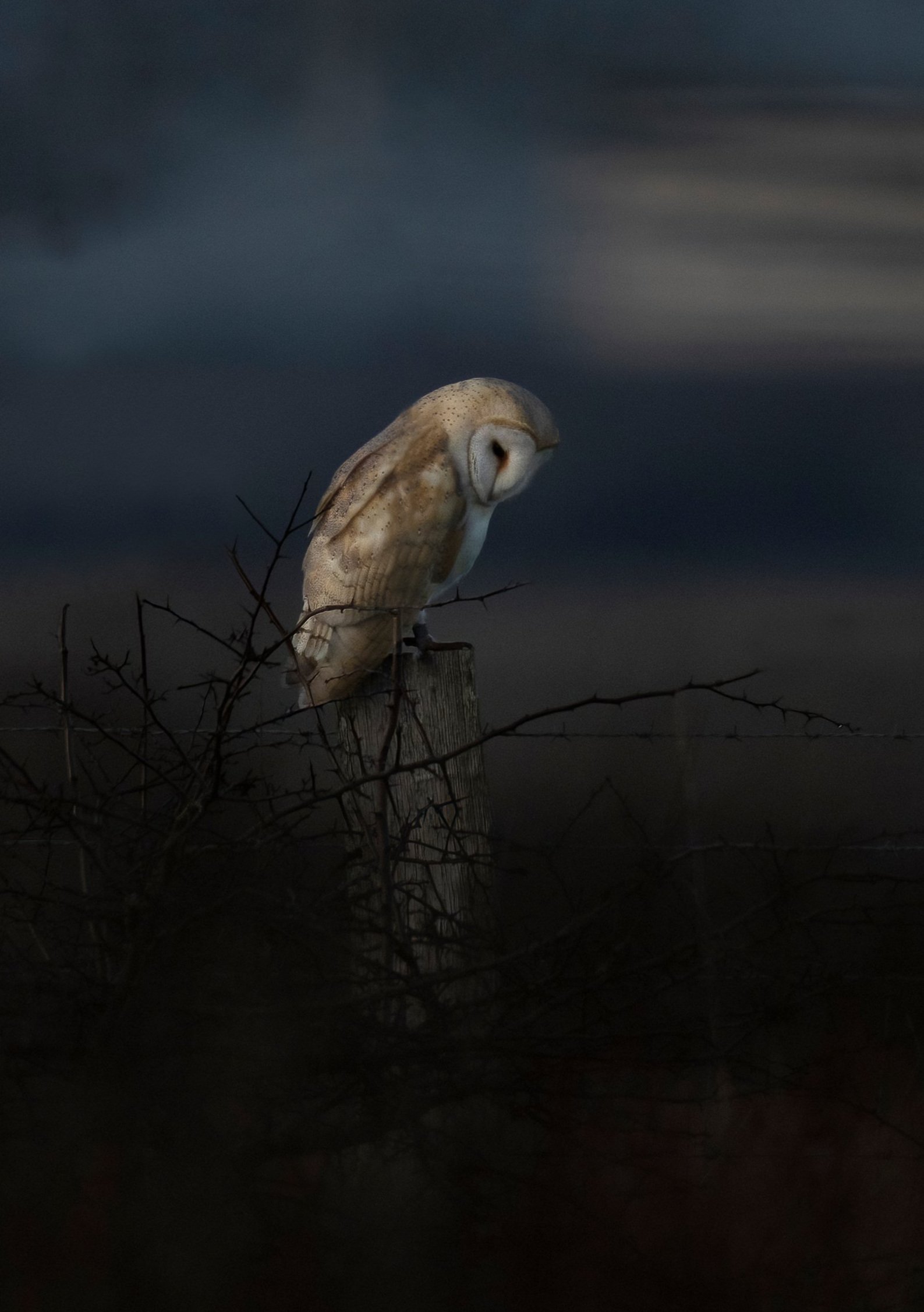 Sundowning