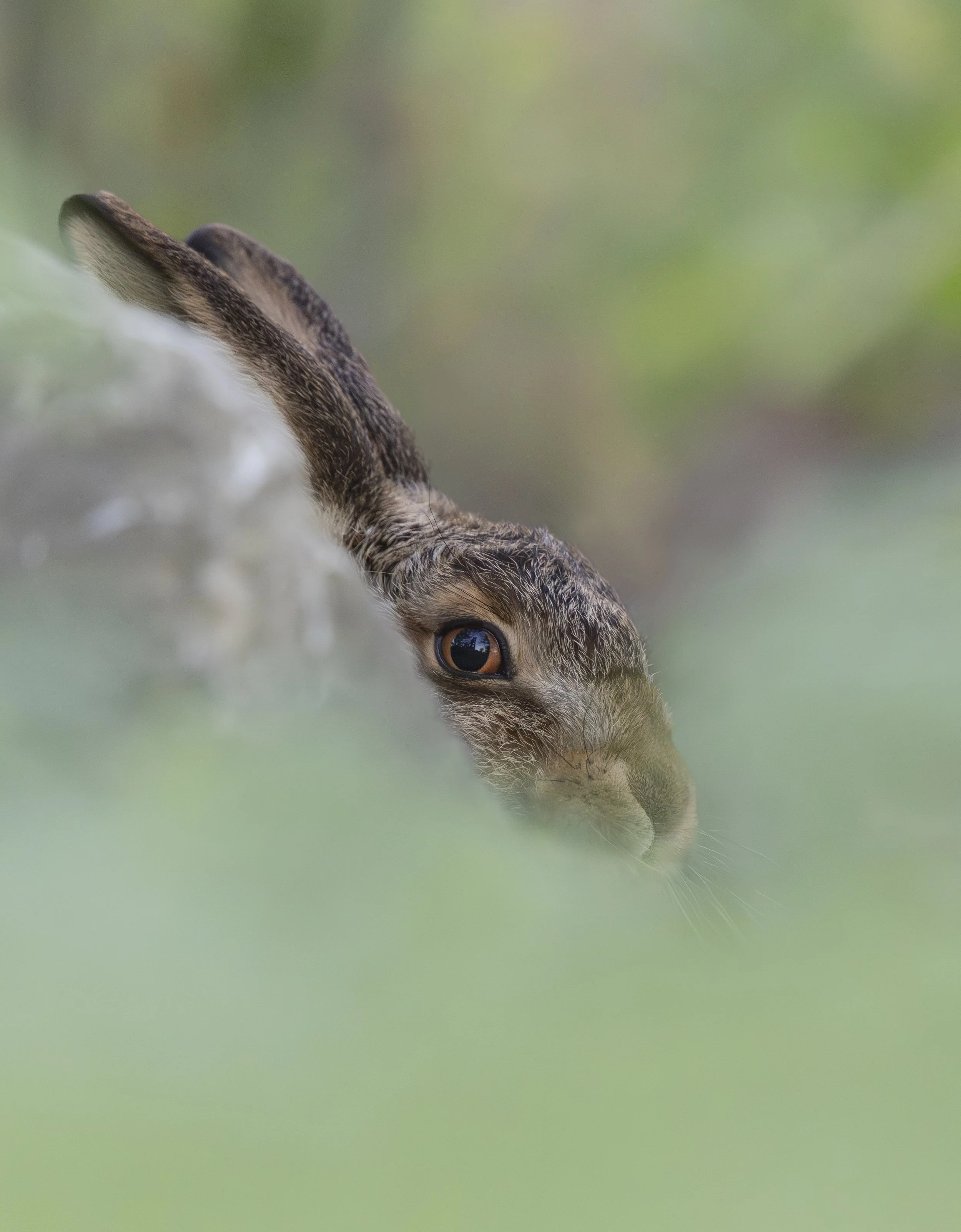Hare peeking 