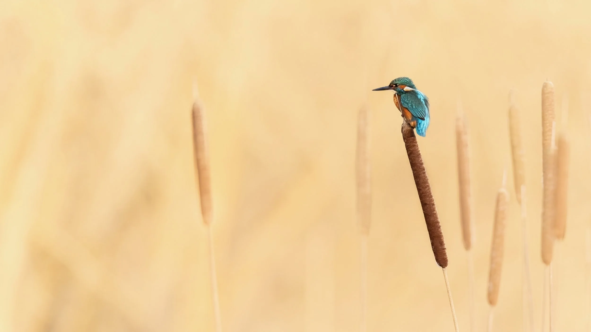 Kingfisher on reed