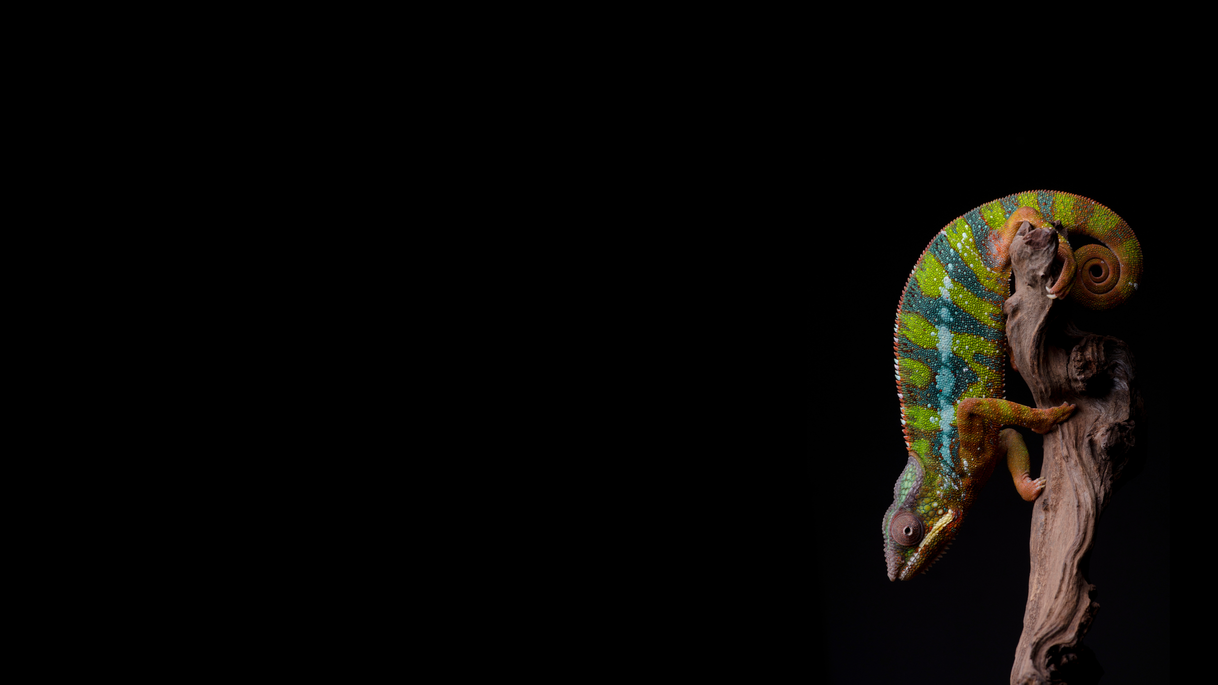 exotic-pet-store-libertyville-il-biodome